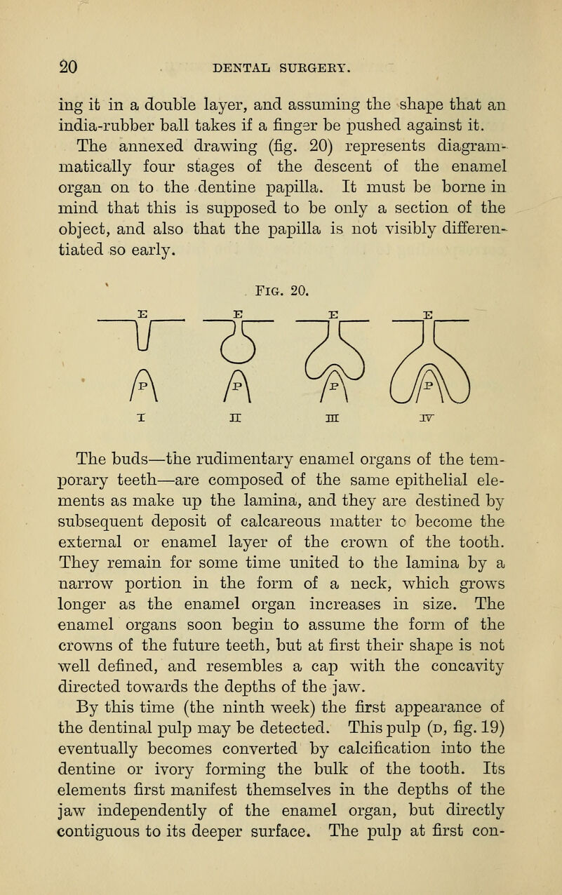 ing it in a double layer, and assuming the shape that an india-rubber ball takes if a finger be pushed against it. The annexed drawing (fig. 20) represents diagram- matically four stages of the descent of the enamel organ on to the dentine papilla. It must be borne in mind that this is supposed to be only a section of the object, and also that the papilla is not visibly differen- tiated so early. Fig. 20. A The buds—the rudimentary enamel organs of the tem- porary teeth—are composed of the same epithelial ele- ments as make up the lamina, and they are destined by subsequent deposit of calcareous matter tc become the external or enamel layer of the crown of the tooth. They remain for some time united to the lamina by a narrow portion in the form of a neck, which grows longer as the enamel organ increases in size. The enamel organs soon begin to assume the form of the crowns of the future teeth, but at first their shape is not well defined, and resembles a cap with the concavity directed towards the depths of the jaw. By this time (the ninth week) the first appearance of the dentinal pulp may be detected. This pulp (d, fig. 19) eventually becomes converted by calcification into the dentine or ivory forming the bulk of the tooth. Its elements first manifest themselves in the depths of the jaw independently of the enamel organ, but directly contiguous to its deeper surface. The pulp at first con-