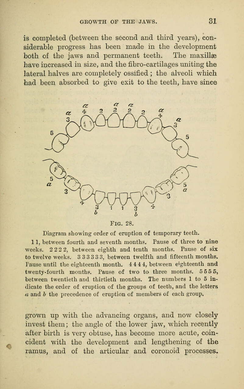 is completed (between the second and third years), con- siderable progress has been made in the development both of the jaws and permanent teeth. The maxillae have increased in size, and the fibro-carfcilages uniting the lateral halves are completely ossified ; the alveoli which had been absorbed to give exit to the teeth, have since Fig. 28. Diagram showing order of eruption of temporary teeth. 11, between fourth and seventh months. Pause of three to nine weeks. 2 2 2 2, between eighth and tenth months. Pause of six to twelve weeks. 3 3 3 3 3 3, between twelfth and fifteenth months. Pause until the eighteenth month. 4 4 4 4, between eighteenth and twenty-fourth months. Pause of two to three months. 5 55 5, between twentieth and thirtieth months. The numbers 1 to 5 in- dicate the order of eruption of the groups of teeth, and the letters a and h the precedence of eruption of members of each group. grown up with the advancing organs, and now closely invest them; the angle of the lower jaw, which recently after birth is very obtuse, has become more acute, coin- cident with the development and lengthening of the ramus, and of the articular and coronoid processes.