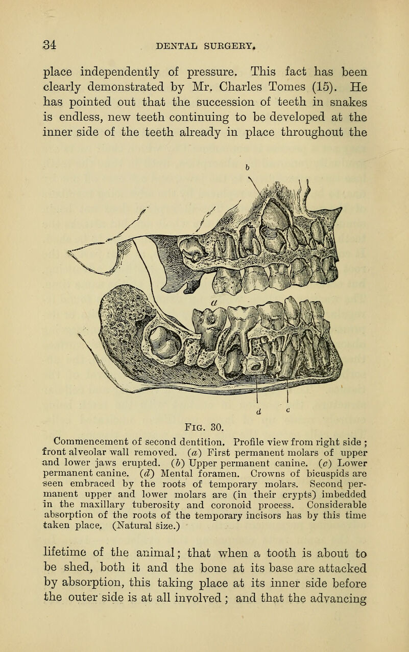 place independently of pressure. This fact has been clearly demonstrated by Mr. Charles Tomes (15). He has pointed out that the succession of teeth in snakes is endless, new teeth continuing to be developed at the inner side of the teeth already in place throughout the Fig. 30. Commencement of second dentition. Profile view from right side ; front alveolar wall removed, (a) First permanent molars of upper and lower jaws erupted, (b) Upper permanent canine, (c) Lower permanent canine, (d^ Mental foramen. Crowns of bicuspids are seen embraced by the roots of temporary molars. Second per- manent upper and lower molars are (in their crypts) imbedded in the maxillary tuberosity and coronoid process. Considerable absorption of the roots of the temporary incisors has by this time taken place. (Natural size.) lifetime of the animal; that when a tooth is about to be shed, both it and the bone at its base are attacked by absorption, this taking place at its inner side before the outer side is at all involved ; and that the advancing