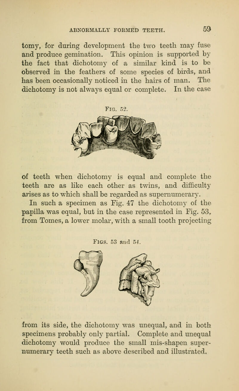 tomy, for duiing development the two teeth may fuse and produce gemination. This opinion is supported by the fact that dichotomy of a similar kind is to be observed in the feathers of some species of birds, and has been occasionally noticed in the hairs of man. The dichotomy is not always equal or complete. In the case Fig. 52. of teeth when dichotomy is equal and complete the teeth are as like each other as twins, and difficulty arises as to which shall be regarded as supernumerary. In such a specimen as Fig. 47 the dichotomy of the papilla was equal, but in the case represented in Fig. 53,. from Tomes, a lower molar, with a small tooth projecting Figs. 53 and 5-}. from its side, the dichotomy was unequal, and in both specimens probably only partial. Complete and unequal dichotomy would produce the small mis-shapen super- numerary teeth such as above described and illustrated.