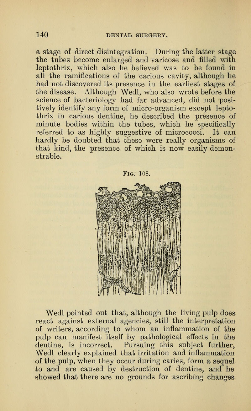 s> stage of direct disintegration. During the latter stage the tubes become enlarged and varicose and filled with leptothrix, which also he believed was to be found in all the ramifications of the carious cavity, although he had not discovered its presence in the earliest stages of the disease. Although Wedl, who also wrote before the science of bacteriology had far advanced, did not posi- tively identify any form of micro-organism except lepto- thrix in carious dentine, he described the presence of minute bodies within the tubes, which he specifically referred to as highly suggestive of micrococci. It can hardly be doubted that these were really organisms of that kind, the presence of which is now easily demon- strable. Fig. 108. Wedl pointed out that, although the living pulp does react against external agencies, still the interpretation of writers, according to whom an inflammation of the pulp can manifest itself by pathological effects in the dentine, is incorrect. Pursuing this subject further, Wedl clearly explained that irritation and inflammation of the pulp, when they occur during caries, form a sequel to and are caused by destruction of dentine, and he showed that there are no grounds for ascribing changes