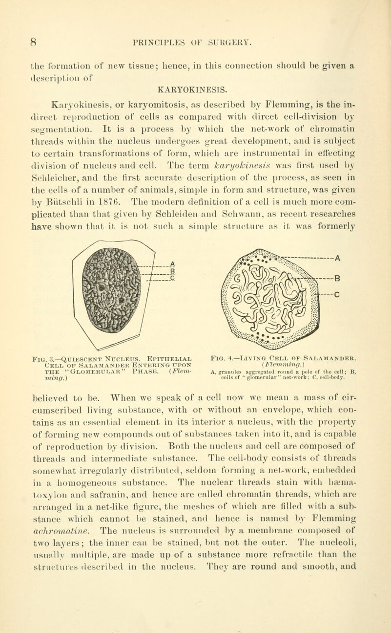 the formation of new tissue; hence, in this connection should be given a description of KARYOKINESIS. Karyolvinesis, or karyomitosis, as described by Flemming, is the in- direct reproduction of cells as compared with direct cell-division by segmentation. It is a process by which the net-work of chromatin tlireads within the nucleus undergoes great development, and is snbject to certain transformations of form, which are instrumental in ertecting division of nucleus and cell. The term karyokinesi.s was first used by Schleicher, and the first accurate description of the process, as seen in the cells of a number of animals, simple in form and structure, was given by Biitschli in 18Y6. The motlern definition of a cell is much more com- plicated than that given b}^ Schleiden and Schwann, as recent researches have shown that it is not such a simple structure as it was formerly Fig. .3.—Quiescent Nucleus. Epithelial Cell of Salamander Entering upon THE Glomerular Phase. {Flem- ming. ) Fig. 4.—Living Cell of Salamander. (Flemniinff.) A, granules aggreg.^ted round a pole of the cell; B, coils of glomerular net-work; C, cell-body. believed to be. When we speak of a cell now we mean a mass of cir- cumscribed living substance, with or without an envelope, which con- tains as an essential element in its interior a nucleus, with the property of forming new compounds out of substances taken into it, and is capable of reproduction by division. Both the nucleus and cell are composed of threads and intermediate substance. The cell-body consists of threads somewhat irregularly distributed, seldom forming a net-work, embedded in a homogeneous substance. The nuclear threads stain with liaima- toxylon and safranin, and hence are called chromatin threads, Aviiich are arranged in a net-like figure, the meshes of which are filled with a sub- stance which cannot be stained, and hence is named by Flemming achromatwe. The nucleus is surrounded bj^ a membrane composed of two la3'ers; the inner can be stained, but not the outer. The nucleoli, usually multi])le, are made up of a substance more refractile than the structures described in the nucleus. They are round and smooth, and