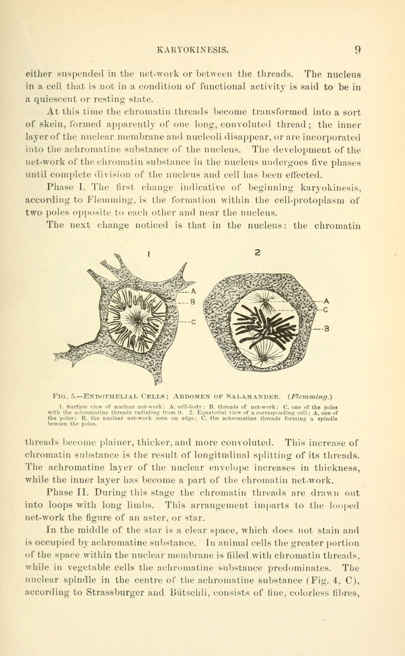 either suspended in the not-work or between tlie tlireads. The nucleus in a cell that is not in a condition ol functional activit}' is said to be in a quiescent or resting state. At this time the chromatin threads become transformed into a sort of skein, formed apparently of one long, convoluted thread ; the inner layer of the nuclear membrane and nucleoli disappear, or are incorporated into the achromatine substance of the nucleus. The development of the net-work of the chromatin substance in the nucleus undergoes five phases until complete division of the nucleus and cell has been eflected. Phase I, The first change indicative of beginning karyokinesis, according to Flemming, is the formation within the cell-protoplasm of two poles opposite to each other and near the nucleus. The next change noticed is that in the nucleus: the chromatin Fig. 5.—Endothelial CEiii-S; Abdomen of Salamander. (Flemming.) 1. Surface view of nuclear net-work: A, cell-body; B. threads of net-work; C, one of the poles with the achromatine threads radiating from it. 2. Equatorial view of a corresponding cell; A, one of the poles; B, the nuclear net-work seen on edge; C, the achromatine threads forming a spindle beween the poles. threads become plainer, thicker, and more convoluted. This increase of chromatin substance is the result of longitudinal splitting of its threads. The achromatine layer of the nuclear envelope increases in thickness, while the inner layer has become a part of the chromatin net-work. Phase II. During tiiis stage the chromatin threads are drawn out into loops with long limbs. This arrangement imi)arts to tlie hxijied net-work the figure of an aster, or star. In the middle of the star is a clear space, which does not stain and is occupied by achromatine substance. In animal cells the greater portion of the space within the nuclear membrane is tilled with cliromatin threads, while in vegetable cells the achromatine substance predominates. The nuclear spindle in the centre of the achromatine substance (Fig. 4, C), according to Strassburger and Biitschli, consists of fine, colorless fibres,