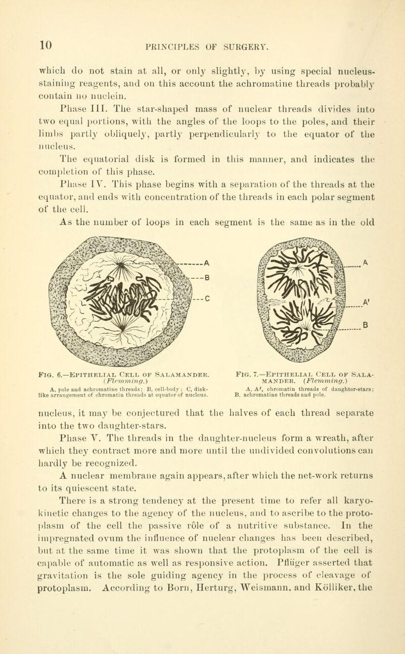 which do not stain at all, or only slightly, l)y using special nucleus- staining reagents, and on this account the achromatine threads probably contain no nuclein. Phase III. The star-shaped mass of nuclear threads divides into two equal portions, with the angles of the loops to the poles, and their limbs partly obliquely, partly perpendicularlj- to the equator of the nucleus. The equatorial disk is formed in this manner, and indicates the completion of this phase. Phase IV. This phase begins with a separation of the threads at the equator, and ends with concentration of the threads in each polar segment of the cell. As the number of loops in each segment is the same as in the old Fig. 6.—Epithelial Cell of Salamander. (Flemming.) A, pole and achromatine threads; B, cell-body ; C, disk- like arrangement of chromatin threads at equator of nucleus. Fig. 7.—Epithelial Cell of Sala- mander. (Flemming.) A, A', chromatin threads of daughter-stars; B, achromatine threads and pole. nucleus, it may be conjectured that the halves of each thread separate into the two daughter-stars. Phase V. The threads in the daughter-nucleus form a wreath, after which they contract more and more until the undivided convolutions can hardly be recognized. A nuclear membrane again appears, after which the net-work returns to its quiescent state. There is a strong tendency at the present time to refer all karyo- i^inetic changes to the agency of the nucleus, and to ascribe to the proto- plasm of the cell the passive role of a nutritive substance. In the imiiregnated ovum the influence of nuclear changes has been described, but at the same time it was shown that the protoplasm of the cell is callable of automatic as well as responsive action. Pfliiger asserted that gravitation is the sole guiding agency in the process of cleavage of protoplasm. According to Born, Herturg, Weismann. and Kolliker, the