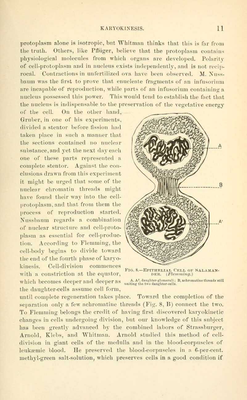 protoplasm alone is isotropic, but Whitman thinks that this is far from the truth. Others, lilve Pfliiger, believe that the protoplasm contains physiological molecules from which organs are developed. Polaritv of cell-protoplasm and in nucleus exists independenth', and is not recip- rocal. Contractions in nnfertilized ova have been observed. M. Xuss- baum was the first to prove that enucleate fragments of an infusorium are incapable of reproduction, while parts of an infusorium containing a nucleus possessed this power. This would tend to establish the fact that the nucleus is indispensable to the preservation of the vegetative energy of the cell. On the other hand, Gruber, in one of his experiments, divided a stentor before fission had taken place in such a mnnner that the sections contained no nuclenr substance, and 3'et the next day each one of these parts represented a complete stentor. Against the con- clusions drawn from this experiment it might be urged that some of the nuclear chromatin threads might have found their way into the cell- protoplasm , and that from them the process of reproduction started. Nussbaum regards a combination of nuclear structure and eell-proto- li/:^ plasm as essential for cell-produc- tion. According to Flemming, the cell-body begins to divide toward the end of the fourth phase of karyo- kinesis. Cell-division commences with a constriction at the equator, which becomes deeper and deeper as the daughter-cells assume cell form, until complete regeneration takes place. Toward the completion of the separation onl}' a few achromatine threads (Fig. 8, B) connect the two. To Flemming belongs the credit of having first discovered karyokinetic changes in cells undergoing division, but our knowledge of this subject has been greatly advanced by the combined labors of Strassburger, Arnold, Klebs, and Whitman. Arnold studied this method of cell- division in giant cells of the medulla and in the blood-corpuscles of leuksemic blood. He preserved the blood-corpuscles in a 6-per-cent. methyl-green salt-solution, which preserves cells in a good condition if Fig. 8.—Epithelial Cell of Salaman- der. (Flemming.) A, A', daiighter-glomeruH ; B, achromatine threads still uniting tlie two daughter-cells.