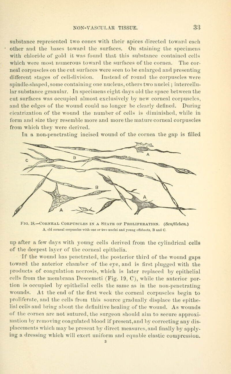 substance represented two cones with their apices directed toward each other and the bases toward the surfaces. On staining the specimens with chloride of gold it was found that this substance contained cells which were most numerous toward the surfaces of the cornea. The cor- neal corpuscles on the cut surfaces were seen to be enlarged and presenting different stages of cell-division. Instead of round the corpuscles were spindle-shaped, some containing one nucleus, others two nuclei; intercellu- lar substance granular. In specimens eight days old the space between the cut surfaces was occupied almost exclusively by new corneal corpuscles, and the edges of the wound could no longer be clearly defined. During cicatrization of the wound the number of cells is diminished, while in form and size the}' resemble more and more the mature corneal corpuscles from which they were derived. In a non-penetrating incised wound of the cornea the gap is filled Fig. 18.—Corneal Corpuscles in a State of Proliferation. (Sen/tleben.) A, old corneal corpuscles with one or two nuclei and young o£fshoot3, B and C. up after a few daj-s with young cells derived from the C3'lindrical cells of the deepest la3'er of the corneal epithelia. If the w^ound has penetrated, the posterior third of the wound gaps toward the anterior chamber of the eye, and is first plugged with the products of coagulation necrosis, which is later replaced by epithelial cells from the niembrana Descemeti (Fig. 19, C), while the anterior por- tion is occupied by epithelial cells the same as in the non-penetrating wounds. At the end of the first week the corneal corpuscles begin to proliferate, and the cells from this source gradually displace the epithe- lial cells and bring nliout the definitive healing of the wound. As wounds of the cornea are not sutured, the surgeon should aim to secure approxi- mation by i-LMuoving coagulated blood if present,and by correcting any dis- placements wliich may be present by direct measures, and finally b}^ apply- ing a dressing which will exert uniform and equable elastic compression.