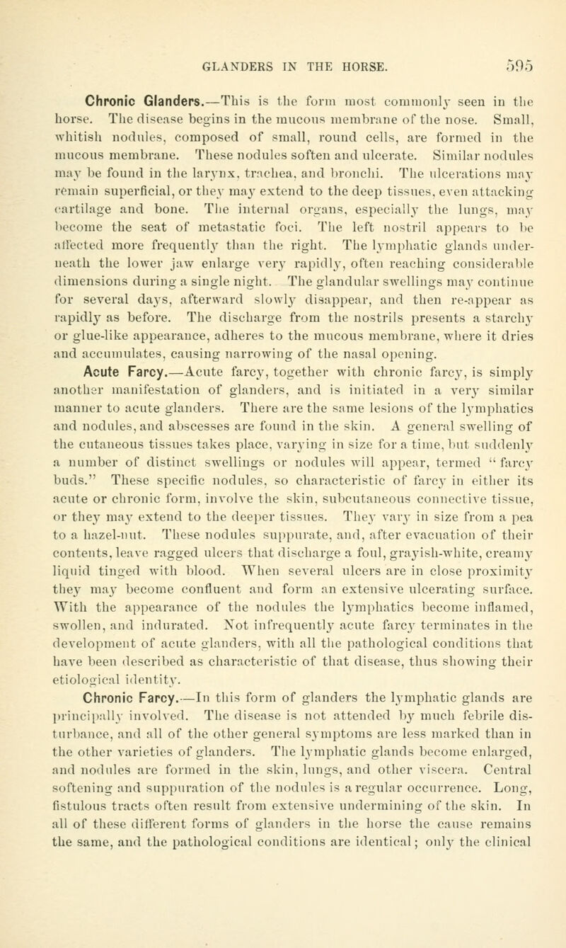 Chronic Glanders.—This is the form most commonly seen in the horse. The disease begins in the mucons membrane of the nose. Small, whitish nodnles, composed of small, round cells, are formed in the mucous membrane. These nodules soften and ulcerate. Similar nodules may be found in the larynx, trachea, and bronchi. The ulcerations may remain superficial, or they ma}' extend to the deep tissues, even attacking cartilage and bone. The internal organs, especially the lungs, may become the seat of metastatic foci. The left nostril appears to be affected more frequentl}^ than the right. The h'mphatic glands under- neath the lower jaw enlarge A'erj^ rapidly, often reaching considerable dimensions during a single night. The glandular swellings may continue for several days, afterward slowl}^ disappear, and then re-appear as rapidly as before. The discharge from the nostrils presents a starchy or glue-like appearance, adheres to the mucous membrane, where it dries and accumulates, causing narrowing of the nasal opening. Acute Farcy.—Acute farcy, together with chronic farc}^ is simply another manifestation of glanders, and is initiated in a verj' similar manner to acute glanders. There are the same lesions of the Ij-mphatics and nodules, and abscesses are found in the skin. A general swelling of the cutaneous tissues takes place, varj'ing in size for a time, but suddenh' a number of distinct swellings or nodules will appear, termed  farc\' buds. These specific nodules, so characteristic of farc}- in either its acute or chronic form, involve the skin, subcutaneous connective tissue, or they ma}^ extend to the deeper tissues. The}' var}- in size from a pea to a hazel-nut. These nodules suppurate, and, after evacuation of their contents, leave ragged ulcers that discharge a foul, graj^ish-white, cream}' liquid tinged with blood. When several ulcers are in close proximity tliey may become confluent and form an extensive ulcerating surface. With the appearance of the nodules the lymphatics become inflamed, swollen, and indurated. Not infrequently acute farcy terminates in tlie development of acute glanders, with all the pathological conditions that have been described as characteristic of that disease, thus showing their etiological identity. Chronic Farcy.—In this form of glanders the lymphatic glands are princii):illy involved. The disease is not attended by much febrile dis- turbance, and all of the other general symptoms are less marked than in the other varieties of glanders. The lymphatic glands become enlarged, and nodules are formed in the skin, lungs, and other viscera. Central softening and suppuration of the nodules is a regular occurrence. Long, fistulous tracts often result from extensive undermining of the skin. In all of these different forms of glanders in the horse the cause remains the same, and the pathological conditions are identical; only the clinical