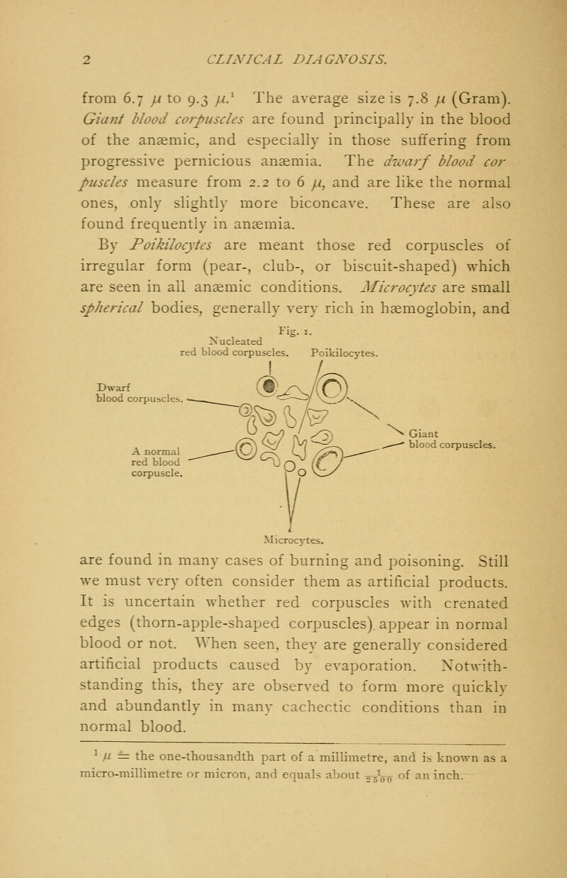 from 6.7 yu to 9.3 /// The average size is 7.8 /f (Gram). Giant blood co7-puscles are found principally in the blood of the anaemic, and especially in those suffering from progressive pernicious anaemia. The dwarf blood cor puscles measure from 2.2 to 6 /^, and are like the normal ones, only slightly more biconcave. These are also found frequently in ansemia. By Foikilocytes are meant those red corpuscles of irregular form (pear-, club-, or biscuit-shaped) which are seen in all ansemic conditions. Microcytes are small spherical bodies, generally very rich in hemoglobin, and Fig. 1. >. ucleated red blood corpuscles. Poikilocytes. Dwarf blood corpuscles. A normal red blood corpuscle. ©*^ r^ l\ --^ ^ Giant ^ l^^~y^ - blood corpuscles. Microcytes. are found in many cases of burning and poisoning. Still we must very often consider them as artificial products. It is uncertain whether red corpuscles with crenated edges (thorn-apple-shaped corpuscles), appear in normal blood or not. When seen, they are generally considered artificial products caused by evaporation. Notwith- standing this, they are observed to form more quickly and abundantly in many cachectic conditions than in normal blood. ^ u = the one-thousandth part of a millimetre, and is known as a micro-millimetre or micron, and equals about ^-^(Jq of an inch.