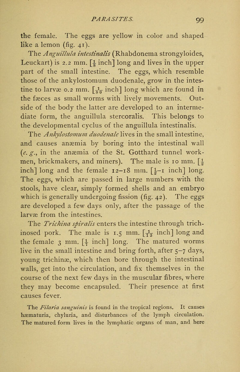 the female. The eggs are yellow in color and shaped like a lemon (fig. 41). The Angiiillula intestinalis (Rhabdonema strongyloides, Leuckart) is 2.2 mm. [i inch] long and lives in the upper part of the small intestine. The eggs, which resemble those of the ankylostomura duodenale, grow in the intes- tine to larvae 0.2 mm. [-gL- inch] long which are found in the fasces as small worms with lively movements. Out- side of the body the latter are developed to an interme- diate form, the anguillula stercoralis. This belongs to the developmental cyclus of the anguillula intestinalis. The Ankylostomum duodenale lives in the small intestine, and causes anaemia by boring into the intestinal wall {e. g., in the anaemia of the St. Gotthard tunnel work- men, brickmakers, and miners). The male is 10 mm. [^ inch] long and the female 12—18 mm. [|—i inch] long. The eggs, which are passed in large numbers with the stools, have clear, simply formed shells and an embryo which is generally undergoing fission (fig. 42). The eggs are developed a few days only, after the passage of the larvae from the intestines. The Trichina spij^alis enters the intestine through trich- inosed pork. The male is 1.5 mm. \^^ inch] long and the female 3 mm. [i- inch] long. The matured worms live in the small intestine and bring forth, after 5-7 days, young trichinae, which then bore through the intestinal walls, get into the circulation, and fix themselves in the course of the next few days in the muscular fibres, where they may become encapsuled. Their presence at first causes fever. The Filaria sanguinis is found in the tropical regions. It causes hsematuria, chyluria, and disturbances of the lymph circulation. The matured form lives in the lymphatic organs of man, and here