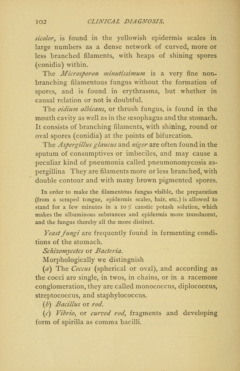 sicolor, is found in the yellowish epidermis scales in large numbers as a dense network of curved, more or less branched filaments, with heaps of shining spores (conidia) within. The Microsporo7i minutissii?ium is a very fine non- branching filamentous fungus without the formation of spores, and is found in erythrasma, but whether in causal relation or not is doubtful. The oidiiim albicans^ or thrush fungus, is found in the mouth cavity as well as in the oesophagus and the stomach. It consists of branching filaments, with shining, round or oval spores (conidia) at the points of bifurcation. The Aspergillus glaiictis and niger are often found in the sputum of consumptives or imbeciles, and may cause a peculiar kind of pneumonia called pneumonomycosis as- pergillina They are filaments more or less branched, with double contour and with many brown pigmented spores. In order to make the filamentous fungus visible, the preparation (from a scraped tongue, epidermis scales, hair, etc.) is allowed to stand for a few minutes in a lo ;^ caustic potash solution, which makes the albuminous substances and epidermis more translucent, and the fungus thereby all the more distinct. Yeast fungi are frequently found in fermenting condi- tions of the stomach. Schizouiycetes or Bacteria. Morphologically we distinguish {a) The Coccus (spherical or oval), and according as the cocci are single, in twos, in chains, or in a racemose conglomeration, they are called monococcus, diplococcus, streptococcus, and staphylococcus. (})) Bacillus or rod. {c) Vibrio, or cwved rod, fragments and developing form of spirilla as comma bacilli.