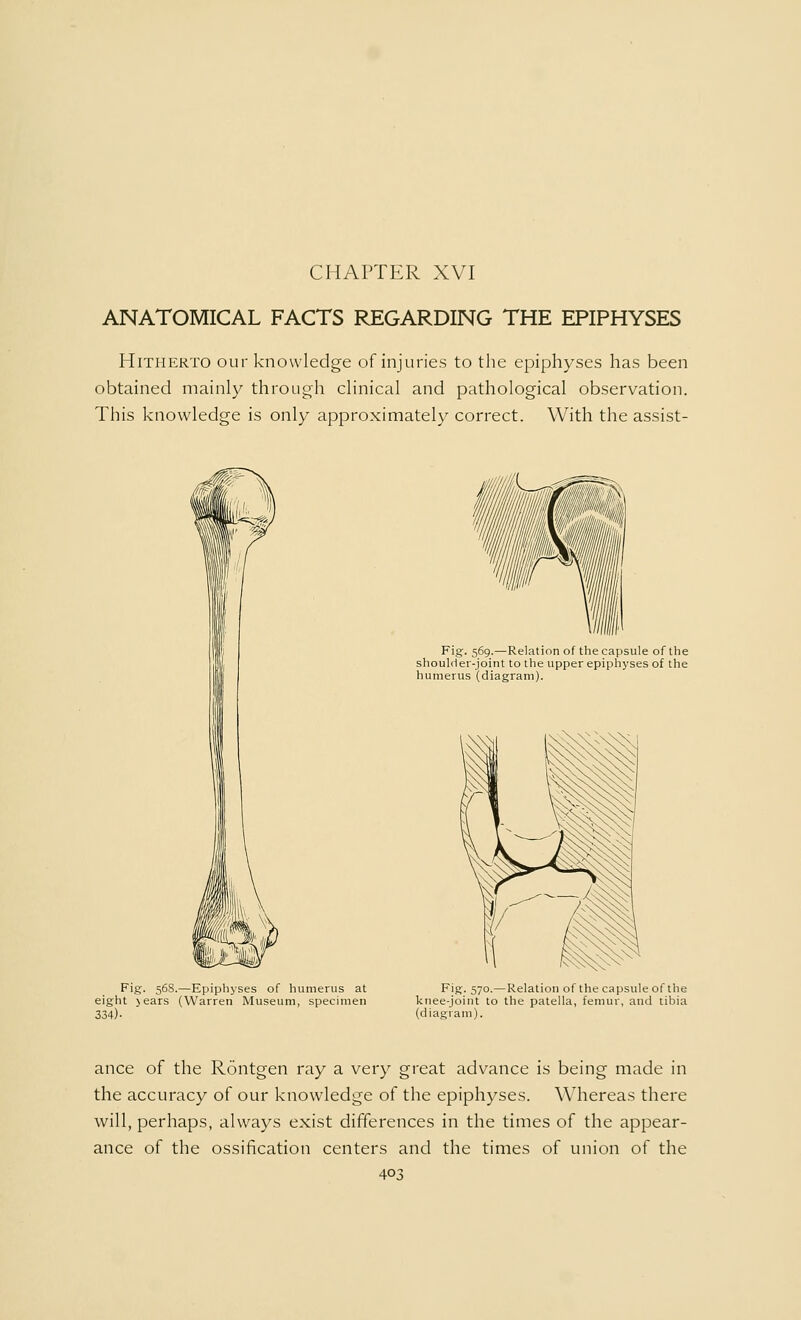 ANATOMICAL FACTS REGARDING THE EPIPHYSES Hitherto our knowledge of injuries to the epiphyses has been obtained mainly through clinical and pathological observation. This knowledge is only approximately correct. With the assist- L-^-sa, Fig. 569.—Relation of the capsule of the shoulder-joint to the upper epiphyses of the humerus (diagram). Fig. 568.—Epiphyses of humerus at eight jears (Warren Museum, specimen 334)- Fig. 570.— Relation of the capsule of the knee-joint to the patella, femur, and tibia (diagram). ance of the Rontgen ray a very great advance is being made in the accuracy of our knowledge of the epiphyses. Whereas there will, perhaps, always exist differences in the times of the appear- ance of the ossification centers and the times of union of the