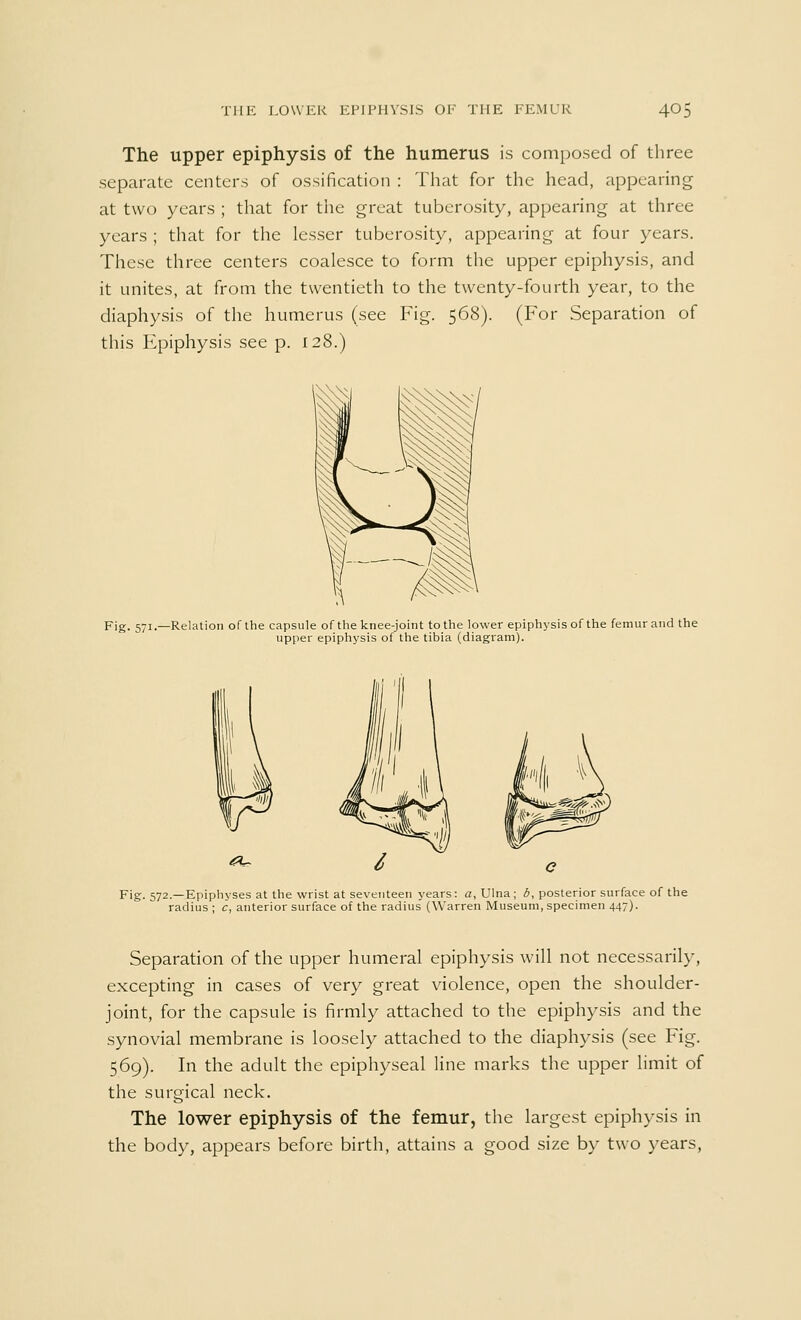 The upper epiphysis of the humerus is composed of three separate centers of ossification : That for the head, appearing at two years ; that for the great tuberosity, appearing at three years ; that for the lesser tuberosity, appearing at four years. These three centers coalesce to form the upper epiphysis, and it unites, at from the twentieth to the twenty-fourth year, to the diaphysis of the humerus (see Fig. 568). (For Separation of this Epiphysis see p. 128.) Fig. 571.—Relation of the capsule of the knee-joint to the lower epiphysis of the femur and the upper epiphysis of the tibia (diagram). <?*U Fig. 572.—Epiphyses at the wrist at seventeen years: a, Ulna; b, posterior surface of the radius ; c, anterior surface of the radius (Warren Museum, specimen 447). Separation of the upper humeral epiphysis will not necessarily, excepting in cases of very great violence, open the shoulder- joint, for the capsule is firmly attached to the epiphysis and the synovial membrane is loosely attached to the diaphysis (see Fig. 569). In the adult the epiphyseal line marks the upper limit of the surgical neck. The lower epiphysis of the femur, the largest epiphysis in the body, appears before birth, attains a good size by two years,