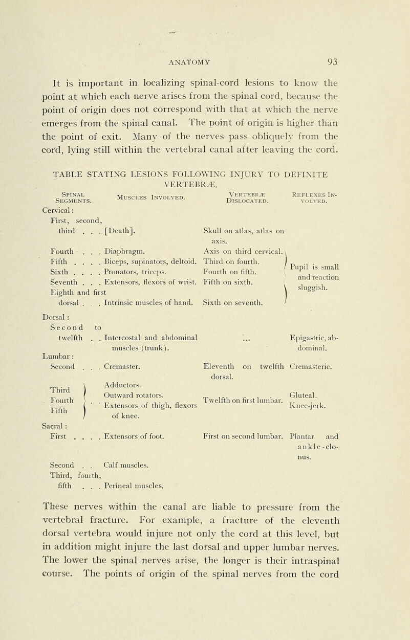 It is important in localizing spinal-cord lesions to know the point at which each nerve arises from the spinal cord, because the point of origin does not correspond with that at which the nerve emerges from the spinal canal. The point of origin is higher than the point of exit. Many of the nerves pass obliquely from the cord, lying still within the vertebral canal after leaving the cord. TABLE STATING LESIONS FOLLOWING INJURY TO DEFINITE VERTEBRAE. Spinal Segments. Muscles Involved. Vertebra Dislocated. Reflexes In- volved. Cervical: First, second, third . . . [Death]. Skull on atlas, atlas on axis. Fourth . . . Diaphragm. Axis on third cervical Fifth .... Biceps, supinators, deltoid. Third on fourth. Sixth .... Pronators, triceps. Fourth on fifth. Seventh . . . Extensors, flexors of wrist. Fifth on sixth. Eighth and first dorsal . . . Intrinsic muscles of hand. Sixth on seventh. Pupil is small and reaction sluggish. Dorsal : Secon d to twelfth . . Intercostal and abdominal Lumbar : muscles (trunk). Second . . Cremaster. Third . Fourth Fiftli 1 Adductors. Outward rotators. Extensors of thigh, flexors of knee. Sacral : First . . . Extensors of foot. Second Calf muscles. Third, foi irth. fifth . . Perineal muscles. Epigastric, ab- dominal. Eleventh on twelfth Cremasteric, dorsal. _, ,r, ,- , , Gluteal. 1 weiith on first lumbar. . Knee-jerk. First on second lumbar. Plantar and ankle -clo- nus. These nerves within the canal are liable to pressure from the vertebral fracture. For example, a fracture of the eleventh dorsal vertebra would injure not only the cord at this level, but in addition might injure the last dorsal and upper lumbar nerves. The lower the spinal nerves arise, the longer is their intraspinal course. The points of origin of the spinal nerves from the cord