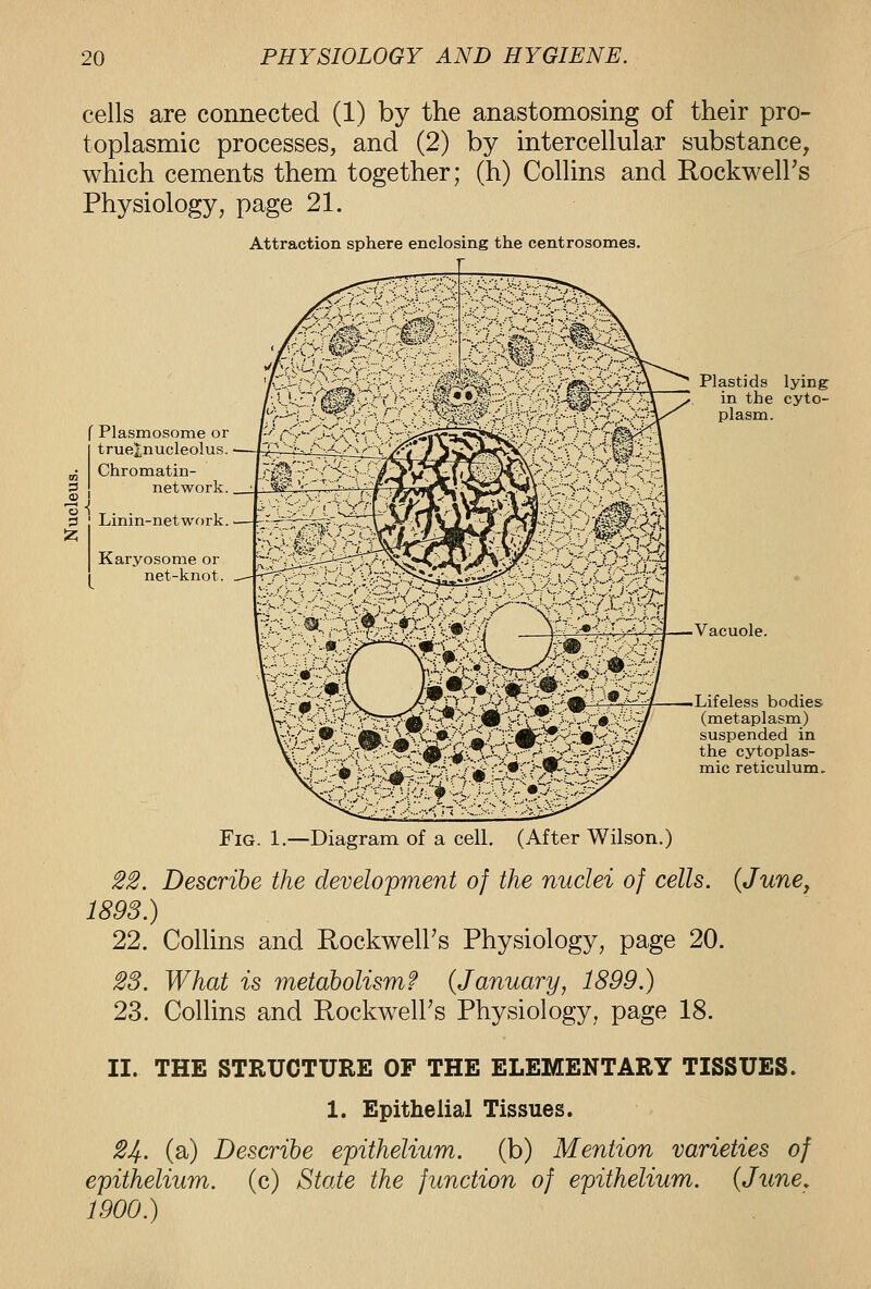 cells are connected (1) by the anastomosing of their pro- toplasmic processes, and (2) by intercellular substance, which cements them together; (h) Collins and Rockwell's Physiology, page 21. Attraction sphere enclosing the centrosomea. ■ r-,^*'--i •...-» -j^. f Plasmosome or trueJ;nucleolus. Chromatin- - network. 3 Linin-network. Karyosonie or net-knot. Plastids lying^ in the cyto- plasm. >'C 0-' >-/^ i..\uy--'y*. .Vacuole. Lifeless bodies (metaplasm) suspended in the cytoplas- mic reticulum. Fig. 1.—Diagram of a cell. (After Wilson.) ^2. Describe the development of the nuclei of cells. (June^ 1893.) 22. Collins and Rockwell's Physiology, page 20. 23. What is metaholismf {January, 1899.) 23. Collins and Rockwell's Physiology, page 18. II. THE STRUCTURE OF THE ELEMENTARY TISSUES. 1. Epithelial Tissues. 24. (a) Describe epithelium, (b) Mention varieties of epithelium, (c) State the function of epithelium. {June, 1900.)