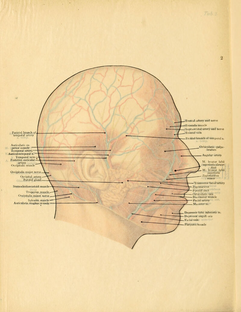 temporal artery Temporal artery Auriculotemporal n Temporal veii. ^ Posterior auricular — artery Occipitalis rauscl Occipitalis major Sternocleidomastoid muscle Depressor labii inferioris m. Depressor nnguli oris Facial vein Platysma muscle