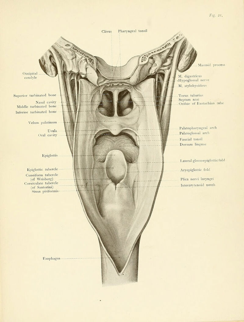 Fig. 21. Clivus Pharyngeal tonsil Superior turbinated bone Nasal cavity Middle turbinated bone Inferior turbinated bone Epiglottic tubercle Cuneiform tubercle (of Wrisberg) Corniculate tubercle (of Santorini) Sinus piriformis - Mastoid process Torus tubarius Septum nasi Orifice of Eustachian tube Palatopharyngeal arch Palatoglossal arch Faucial tonsil Dorsum linguae I^ateral glossoepiglottic fold Aryepiglottic fold Plica nervi laryngei Interantenoid notch Esophagvis