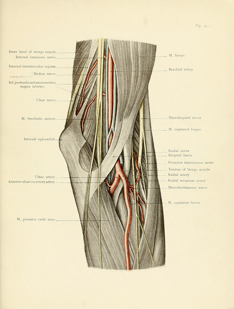 !'!;■ /; M. biceps Brachial artery Musculospiral nerve jVI. supinator longus Radial nerve Bicipital fascia Posterior interosseous nerve Tendon of biceps muscle Radial artery Radial recurrent artery Musculocutaneous nerve M. supinator brevis