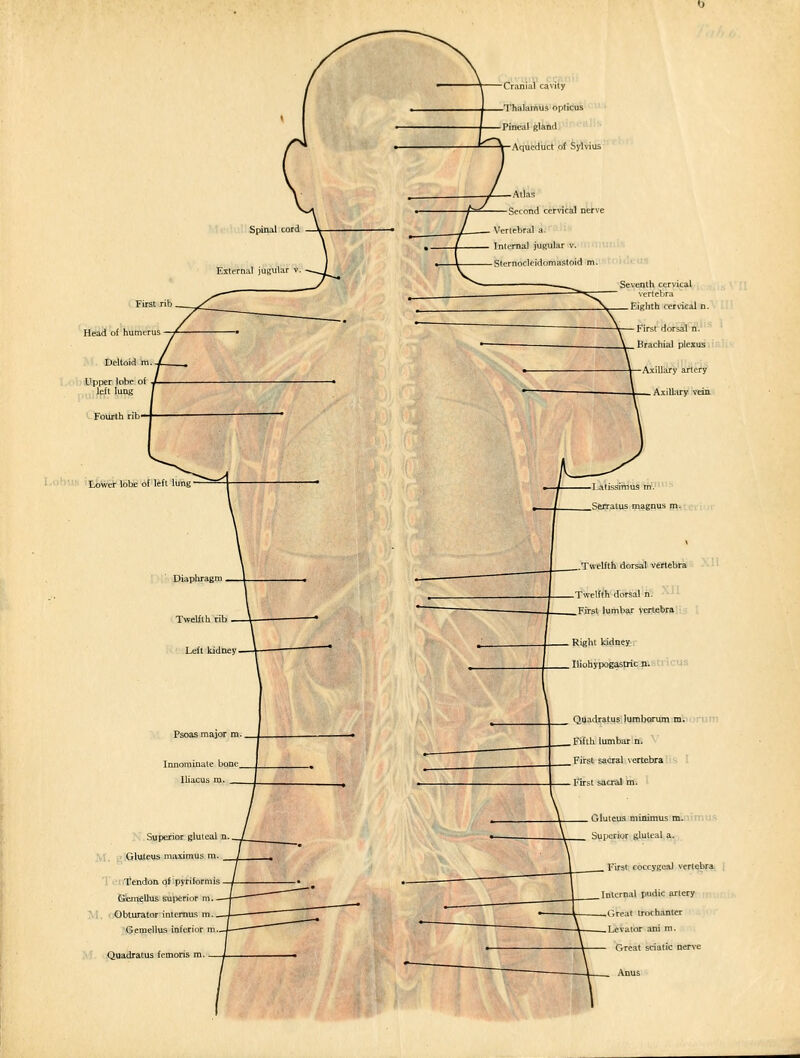 Spinal cord External jugular v Cranial cavity Thalamus opticus Pineal gland Aqueduct of Sylv: Atlas Second cervical m Vertebral a. Internal jugular v. Sternocleidomastoid i First rib Head of humerus Tendon of'pyriformis Gemellus superior r Obturator intemus r Gemellus inferior Quadratus fcmoris Seventh cervical vertebra Eighth ceriical n. Internal pudic artery Great trochanter Levator ani m. Great sciatic nerve