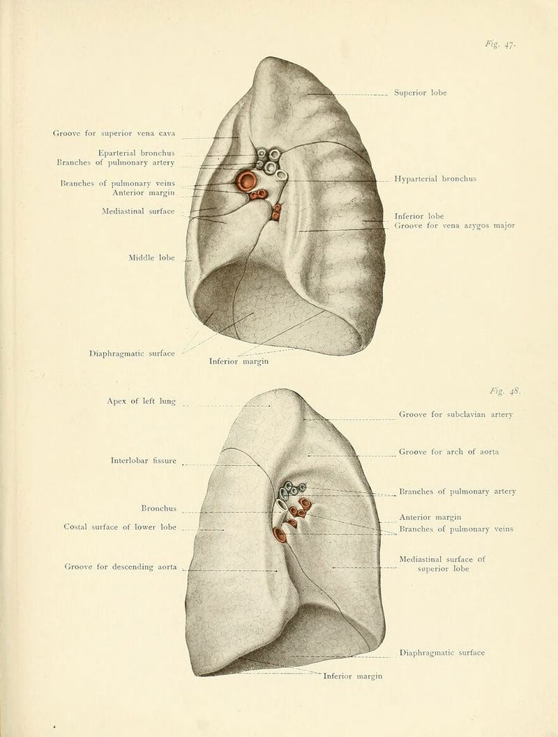 Groove for superior vena cava Eparterial bronchus Branches of puhnonary artery Branches of puhnonary veins Anterior margin Mediastinal surface 13iaphragmatic surface ■■ Superior lobe __ Hyparterial bronchus Inferior lobe Groove for vena azj'gos major Inferior margin Apex of left lung Interlobar fissure Bronchus Costal surface of lower lobe Groove for descending aorta Ma. 48. Groove for subclavian artery Groove for arch of aorta _ Branches of pulmonary artery Anterior margin Branches of puhnonary veins Mediastinal surface of superior lobe Diaphragmatic surface Inferior margin