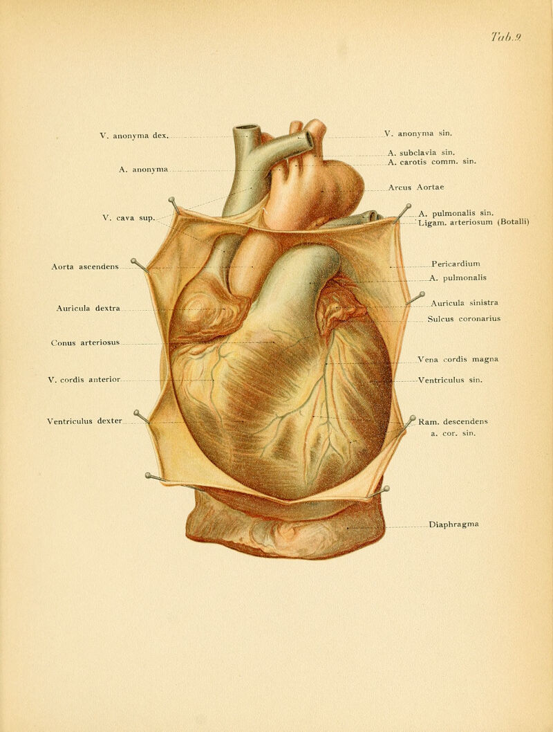 'I'd I,.!). V. anonvma dex A. anonvma V. cava sup. Aorta ascendens Auricula dextra Conus arteriosus V. cordis anterior Ventriculus dexter V. anonvma sm. A subclavia sin. A. carotis comm. sin. Arcus Aortae A. pulraonalis sin. Ligam. arteriosum (Botalli ..Pericardium A. pulmonalis Auricula sinistra Sulcus coronarius Vena cordis magna Ventriculus sin. Ram. descendens a. cor. sin.