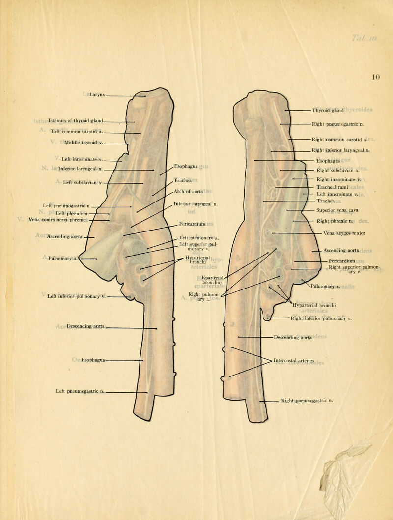 Isthmus of thyroid gland Left common carotid a. Middle thyroid v. Lefl innominate v. Inferior laryngeal n. Left pneumoRastric n Left phi Vena comes nervi phi Ascending aorta Pulmonary Left inferior pulmonary Left pneumogastric n, Thyroid gland f-Oidei Right pneumogastric n. Right common carotid a. Right inferior laryngeal n. Esophagus Right subclavian a. Right innominate v. Tracheal rami Lefl innominate v. Trachea azygos major Pericardium Right superior pulmon Hyparterial bronchi Right inferior pulmonary ' Right pneumogastric i