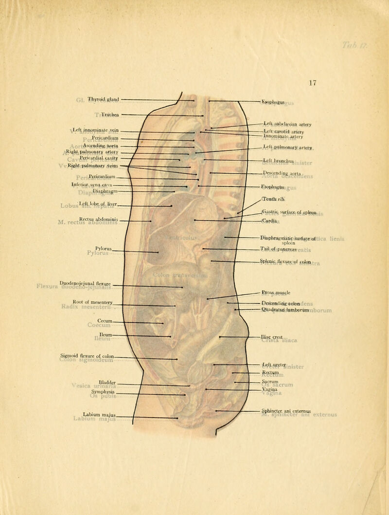 r.! JlJiyroid gland ■^Left inaominatc vein PL-riciirdiiinj \ - Asccndinj^ aorta Right pulmonary .irlcry PcriLardial cavity Right.p.ijiwwfy veins p^irif^yi^ardij i^eripTvYena fav ,, .Rectus abdomii M. rectus abaomin K\^ „ Djiodenojejunal flexure Root of mesentery Radix mesenteri Sjgpoid lexure pf colon Cclon sigmoiaeum Ksoplidgus Left suliclavian artery Left carotid artery i-cft pulwonitfj'i ^ICTM. ^''*ffl*'Si„ister Esophnetmi gus Tenth, rib. fif^te suf tkqe of spleen, Cardia Diaphragmatic surface of spleen Tail.i«{api^9(pssa-ea tis : flcxureof colqij^tra Descending colon -ns Quadratua lumborun»nborum Labium majus Mfffm Sphincter, ani exleraus sphincter atii externus