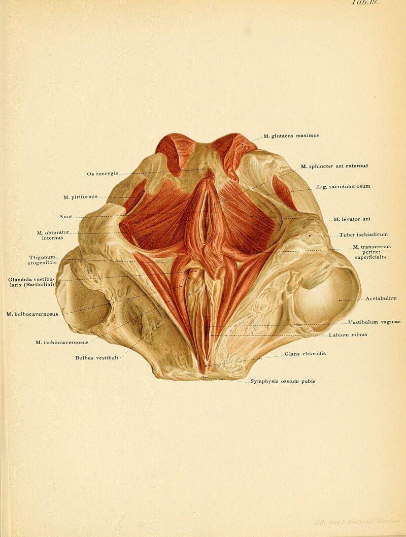 M. pirifor Glandula ve5tibu-E,'„ J] laris (Bartholini) M» bulbocavernosu3.-\ M. sphincter ani externuS ..Lig:. sacrotuberosum Tuber ischiadicum M. transversus -Acetabulum M. ischiocavernosus Bulbus vestibuli.' ,yL Vestibulum vaginae Labium minus pubis