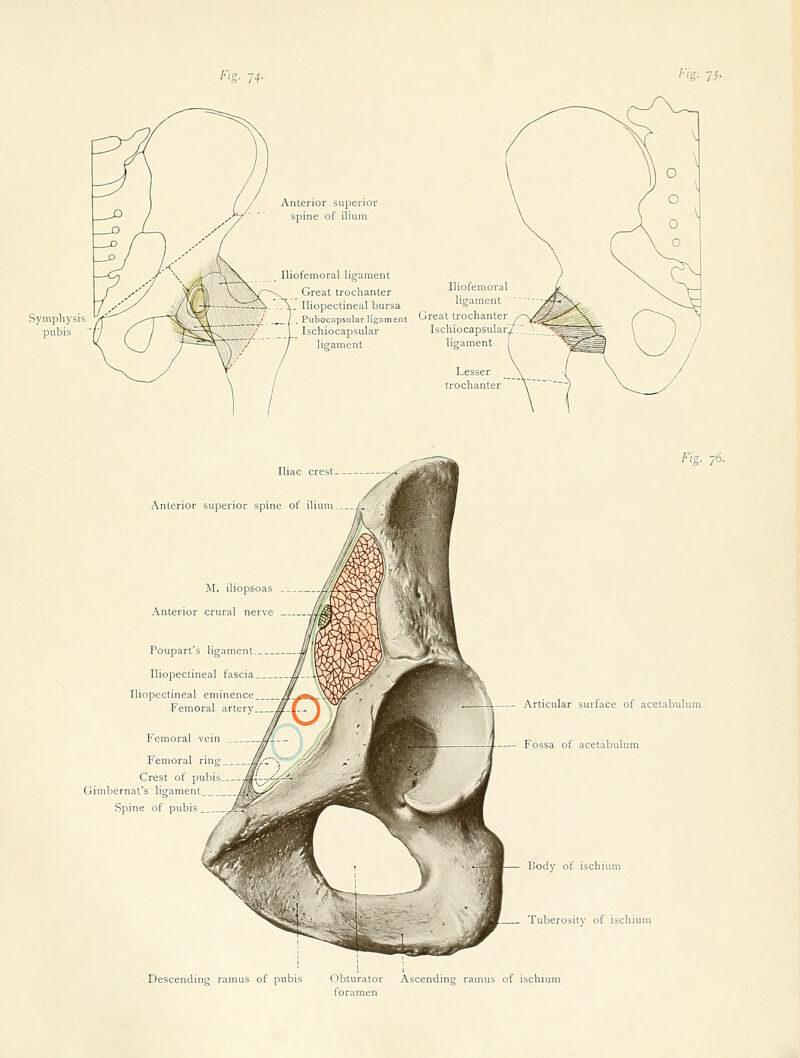 /•'■g- 15- Anterior superior spine of ilium Iliofemoral ligament Great trochanter Iliofemoral Iliopectineal bursa ligament Pubocapsular ligament Great trochanter Ischiocapsular Ischiocapsular/ ligament ligament Lesser trochanter FiV. Iliac crest Anterior superior spine of ilium _ M. iliopsoas Anterior crural nerve Poupart's ligaments. Iliopectineal fascia _. Iliopectineal eminence Femoral artery„ Femoral vein U--- /'A Femoral rinf //.••—■ -V' Crest of pubi Giml)ernat's ligament__ Spine of pubis _ /' Articular surface of acetabulum Fossa of acetabulum Body of ischium Tuberosity of ischium Descending ramus of pubis Obturator Ascending ramus of ischium foramen