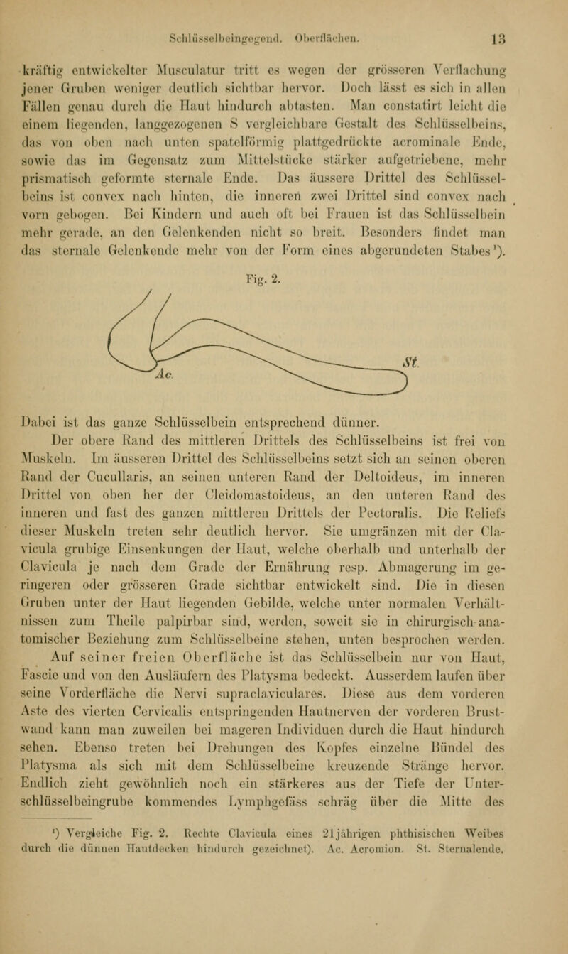 Schlüsselbeingegend, Oberflächen. |:; kräftig entwickelter Musculatur Irin es wegen der grösseren Verflachung jener Gruben weniger deutlich sichtbar hervor. Doch Lässl es sich in allen Fällen genau durch die EJaul hindurch abtasten. Man constatiri leicht die einem liegenden, langgezogenen S vergleichbare Gestall dvs Schlüsselbeins, das von oben nach unten spatelförmig plattgedrückte acrominale Ende, sowie das im Gegensatz zum Mittelstücke stärker aufgetriebene, mehr prismatisch geformte Bternale Ende. Das äussere Drittel des Schlüssel- beins ist convex nach hinten, die inneren zwei Drittel sind convex nach vorn gebogen. Bei Kindern und auch ofl bei Krauen ist das Schlüsselbein mehr gerade, an den Gelenkenden nicht so breit. Besonders findet man das sternale Gelenkende mehr von der Form eines abgerundeten Stabes1). Fig. 2. Dabei ist das ganze Schlüsselbein entsprechend dünner. Der obere Rand <\<:* mittleren Drittels des Schlüsselbeins ist frei von Muskeln. Im äusseren Drittel des Schlüsselbeins setzt sich au seinen oberen Rand der Cucullaris, an seinen unteren Rand der Deltoideus, im inneren Dritte] von üben her der Cleidomastoideus, an den unteren Rand des Inneren und last des ganzen mittleren Drittels der Pectoralis. Die Reliefs dieser Muskeln tiefen sehr deutlich hervor. Sie umgränzen mit der Cla- vicula grubige Einsenkungen der Haut, welche oberhalb und unterhalb der Clavicula je nach dem Grade der Ernährung resp. Abmagerung im ge* ringeren oder grosseren Grade sichtbar entwickelt sind. Die in diesen Graben unter der Haut liegenden Gebilde, welche unter normalen Verhält- nissen zum Theile palpirbar sind, werden, soweit sie in chirurgisch ana- tomischer Beziehung zum Schlüsselbeine stehen, unten besprochen weiden. Auf seiner freien Oberfläche ist das Schlüsselbein nur von Haut. Fascieund von den Ausläufern des Platysma bedeckt. Ausserdem laufen über seine Vorderfläche die Nervi supraclaviculares. Diese aus dem vorderen Aste dv< vierten Cervicalis entspringenden Hautnerven der vorderen Brust- wand kann man zuweilen hei mageren Individuen durch die Haut hindurch sehen. Ebenso treten bei Drehungen d^<. Kopfes einzelne Bündel des Platysma als sich mit dem Schlüsselheine kreuzende Stränge hervor. Endlich zieht gewöhnlich noch ein stärkeres aus der Tiefe der l'nter- schlüsselbeingrube kommendes Lymphgefass schräg über die Mitte des ') Vergleiche Fig. 2. Rechte Clavicula eines 21jährigen phthisischen Weibes durch die dünnen Hautdecken hindurch gezeichnet). Ac Acromion. St. Sternalende.