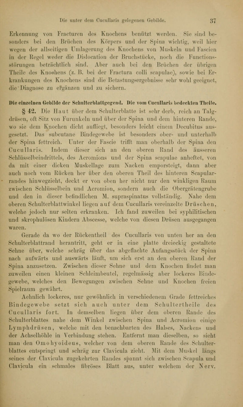 Die unter dem Cucullaria gelegenen Gebilde. :;, Erkennung von Fracturen des Knochens benutzt werden. Sie >iml be- sonders bei den Brüchen des Körpers und der Spina wichtig, weil hier wegen der allseitigen Umlagerung des Knochens von Muskeln und Fascien in der Regel weder die Dislocation der Bruchstücke, noch die Functions- störungen beträchtlich sind. Aber auch bei des Brüchen der übrigen Theile des Knoehens (z. B. bei der Fractura colli scapulae), sowie bei Er- krankungen Aos Knochens sind die Betastungsergebnisse sehr wohl geeignet, die Diagnose zu ergänzen und zu sichern. Die einzelnen (»ehüde der Schulterblattgegend. Die vom Cueullaris bedeckten Theile« £ i'J. Die Ihiut über dem Schulterblatte isl sehr derb, reich an Talg- drüsen, oft Sitz von Furunkeln und über der Spina und dem hinteren Rande, wo sie dem Knochen dicht aufliegt, besonders leicht einem Decubitus aus- gesetzt. Das subcutane Bindegewebe ist besonders ober- und unterhalb der Spina fettreich, unter der Fascie trifft man oberhalb der Spina den Cueullaris. Indem dieser sieh an den oberen Rand des äusseren Schlüsselbeindrittels, <\os Acromions und der Spina scapulae anheftet, von da mit einer dicken Muskellage zum Nacken emporsteigt, dann aber auch noch vom Rücken her über den oberen Theil des hinteren Scapular- randes hinwegzieht, deckt er von oben her nicht nur i\on winkligen Raum zwischen Schlüsselbein und Acromion, sondern auch die Obergrätengrube und den in dieser befindlichen M. supraspinatus vollständig. Nahe dem oberen Schulterblattwinke] liegen auf dem Cueullaris vereinzelte Dräschen. welche jedoch nur selten erkranken. Ich fand zuweilen bei syphilitischen und skrophulösen Kindern Abscesse, welche von diesen Drüsen ausgegangen waren. Gerade da wo der Rückentheil des Cueullaris von unten her an Acn Schulterblattrand herantritt, gehl er in eine platte dreieckig gestaltete Sehne ober, welche schräg über das abgeflachte Anfangsstück der Spina nach aufwärts und auswärts läuft, um sich erst an den oberen Rand der Spina anzusetzen. Zwischen dieser Sehne und dem Knochen findet man zuweilen einen kleinen Schleimbeutel, regelmässig aber lockeres Binde- gewebe, welches den Bewegungen zwischen Sehne und Knochen freien Spielraum gewährt. Aehnlich lockeres, nur gewöhnlich in verschiedenem Grade fettreiches Bindegewebe setzt sich auch unter dem Schultert heile des Cueullaris fort. In demselben liegen über dem oberen Rande des Schulterblattes nahe dem Winkel zwischen Spina und Acromion einige Lymphdrüsen, welche mit den benachbarten des Balses, Nackens und der Achselhöhle in Verbindung stehen. Entfernl man dieselben, so sieht man Aon Omohyoideus, welcher von dem oberen Rande des Schulter- blattes entspringt und schräg zur Clavicula zieht. .Mit dem Muskel längs seines der Clavicula zugekehrten Randes spannt sich zwischen Scapula und Clavicula ein schmales fibröses Ulatt aus. unter welchem der Nerv.