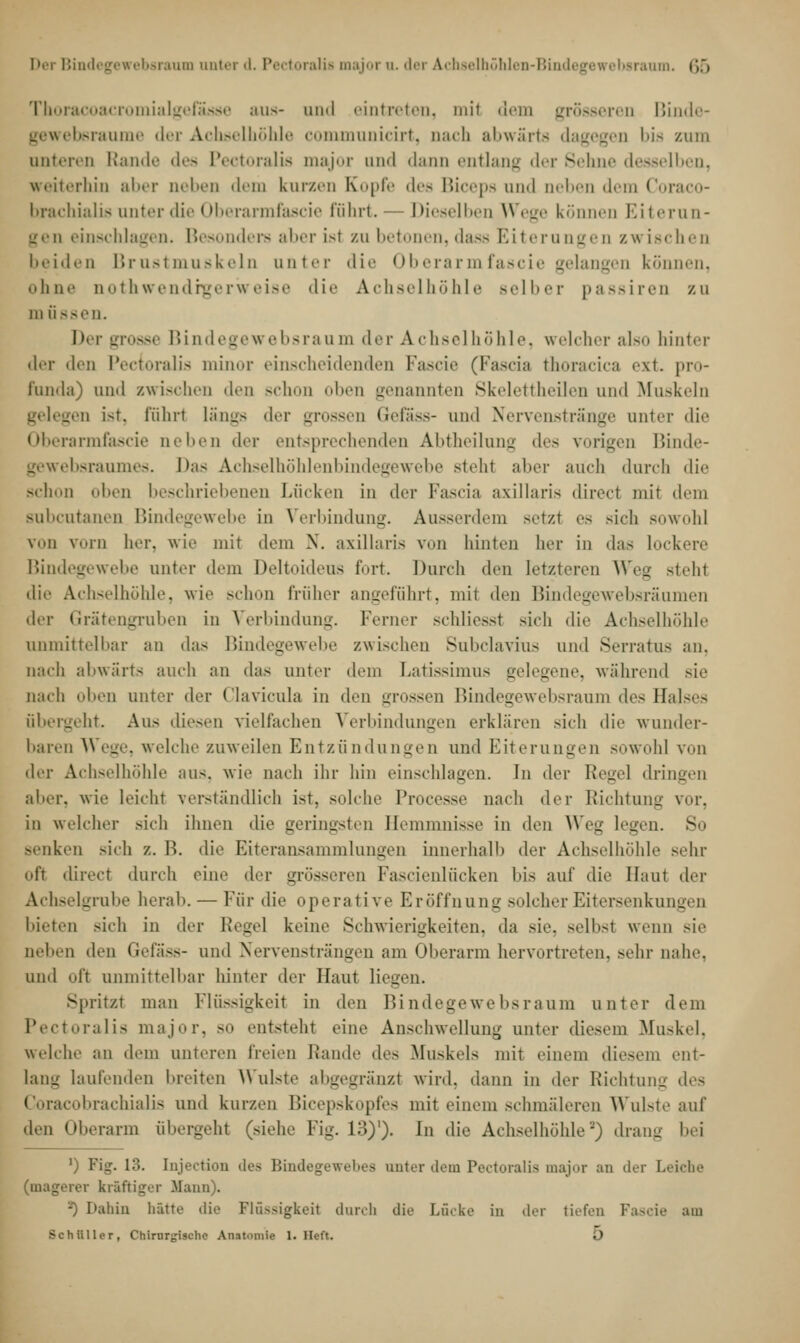 Der Bindegewebsraum antei d. Pectoralifl major a. der Achselböhlen-Bindegewebsraum. (').) Thoracoacromialgefässe aus- and eintreten, mit dem grosseren Binde- gewebsraume der Achselhöhle communicirt, muh abwärts dagegen bis zum unteren Rande des Pectoralk major und dann entlang der Sehne desselben, weiterhin aber neben dem kurzen Kopfe des Biceps and aeben dem Coraco- brachialis unter die Oberarmfascie führt.— Dieselben Wege können Eiterun- gen einschlagen. Besonders aber ist zu betonen, dass Eiterungen zwischen beiden Brustmuskeln unter die Oberarmfascie gelangen können. ohne notwendigerweise die Achselhöhle Belber passiren zu in üssen. Der gros» Bindegewebsraum der Achselhöhle, welcher also hinter der den Pecioralis minor einscheidenden Fascie (Fascia thoracica ext. pro- funda) und zwischen den schon oben genannten Skelettheilen und Muskeln gelegen ist, führl längs der grossen Gefass- und Nervenstränge unter die Oberarmfascie neben der entsprechenden Abtheilung des vorigen Binde- gewebsraum.es. Das Achselhöhlenbindegewebe steht aber auch durch die schon oben beschriebenen Lücken in der Fascia axillaris direct mit dem subcutanen Bindegewebe in Verbindung. Ausserdem setzt es sich sowohl ?on Forn her, wie mit dorn X. axillaris von hinten her in das Lockere Bindegewebe unter dem Deltoideus fort. Durch den letzteren Weg stehl die Achselhöhle, wie schon früher angefahrt, mit den Bindegewebsräamen der Grätengruben in Verbindung. Ferner schliessl sich die Achselhöhle unmittelbar an das Bindegewebe zwischen Subclavius und Serratus an, nach abwärts auch an das unter dem Latissimus gelegene, während sie nach oben unter der Clavicula in den grossen Bindegewebsraum des Halses übergeht. Aus diesen viellachen Verbindungen erklären sich die wunder- baren Wege, welche zuweilen Entzündungen und Eiterungen sowohl von der Achselhöhle aus. wie nach ihr hin einschlagen. In der Regel dringen aber, wie leicht verständlich ist, solche Processe nach der Richtung For, in welcher sich ihnen die geringsten Hemmnisse in den Weg legen. So senken sich z. B. die Eiteransammlungen innerhall) der Achselhöhle sehr oft direct durch eine der grösseren Fascienlücken bis auf die Haut der Achselgrube herab. — Für die operative Eröffnung solcher Eitersenkungen bieten sich in der Regel keine Schwierigkeiten, da sie. selbst wenn sie neben den Gefäss- und Nervensträngen am Oberarm hervortreten, sehr nahe. und oft unmittelbar hinter der Haut liegen. Spritzt man Flüssigkeil in den Bindegewebsraum unter dem Pectoralis major, so entsteht eine Anschwellung unter diesem Muskel, welche an dem unteren freien Rande des Muskels mit einem diesem ent- lang laufenden breiten Wulste abgegränzi wird, dann in der Richtung des Coracobrachialis und kurzen Bicepskopfes mit einem schmäleren Wulste auf den Oberarm übergeht (siehe Fig. 13)1). In die Achselhöhle-') dran- bei ') Fig. 13. Iujeetion des Bindegewebes unter dem Pectoralis major an der Leiche (magern kräftiger Mann). *) Dahin hätte die Flüssigkeit durch die Lücke in der tiefen Fascie am Bchttller, Chirurgische Anatomie 1. Heft. O