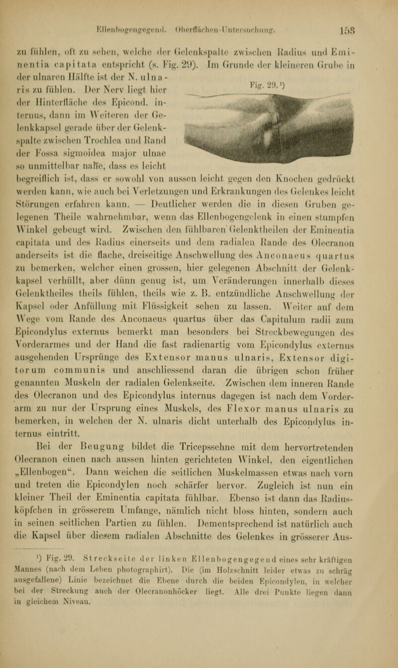 zu Fühlen, ofl zu sehen, welche der Gelenkspalte zwischen Radius und Emi- nentia capitata entspricht (s. Fig. 29). Im Grunde der kleineren Grube in der ulnaren Hälfte ist der \. u Ina- .- i i i> v i- < i • '■'i- 29.») ns zu hililcn. I>er .Nerv liegt hier (\rv Hinterfläche des Epicond. in- ternus, dann im Weiteren der Ge- lenkkapsel gerade über der Gelenk- spalte zw ischen Trochlea and Rand der Fossa sigmoidea major ulnae so anmittelbar aalte, dass es leicht begreiflich ist, dass er sowohl von aussen leicht gegen den Knochen gedrückt werden kann, wie auch bei Verletzungen und Erkrankungen des Gelenkes leicht Störungen erfahren Kann. Deutlicher werden die in diesen Gruben ge- legenen Theile wahrnehmbar, wenn das Ellenbogengelenk in einen stumpfen Winkel gebeugl wird. Zwischen den fühlbaren1 Gelenktheilen der Eminentia capitata und des Radius einerseits und dem radialen Rande >U's Olecranon anderseits ist die flache, dreiseitige Anschwellung des Anconaeus quartus zu bemerken, welcher einen grossen, hier •jek'.u'enen Abschnitt der Gelenk- kapsel verhüllt, aber dünn genug ist. um Veränderungen innerhalb dieses Gelenktheiles theils fühlen, theils wie /,. B. entzündliche Anschwellung der Kapsel ixler Anfüllung mit Flüssigkeit sehen zu lassen. Weiter auf dein Wege vom Rande ^\v> Anconaeus quartus über das Capitulum radii /.um Epicondylus externus bemerkt man besonders bei Streckbewegungen i\os Vorderarmes und der Hand die fast radienartig vom Epicondylus externus ausgehenden Ursprünge des Extensor manus alnaris, Extensor digi- torum communis und anschliessend daran die übrigen schon früher genannten .Muskeln der radialen Gelenkseite. Zwischen dem inneren Rande des Olecranon und i\r^ Epicondylus internus dagegen ist nach dem Norder- arm ZU nur der Ursprung eines Muskels, des Flexor manus ulnaris zu bemerken, in welchen der N. ulnaris dicht unterhalb des Epicondylus in- ternus eintritt. Bei der Beugung bildet die Tricepssehne mit dem hervortretenden Olecranon einen nach aussen hinten gerichteten Winkel, den eigentlichen „Ellenbogen. Dann weichen die seitlichen Muskelmassen etwas nach vorn und treten die Epicondylen mich schärfer hervor. Zugleich ist nun ein kleiner Theil der Eminentia capitata fühlbar. Ebenso ist dann das Radius- köpfchen in grösserem Umfange, nämlich nicht bloss hinten, sondern auch in seinen seitlichen Partien zu fühlen. Dementsprechend ist natürlich auch die Kapsel über diesem radialen Abschnitte des Gelenkes in grösserer Aus- ') Fig. 29. Streckseite der linken Ellenbogengegend eines sehr kräftigen Mannes (nach dem Leben photographirt). Die (im Holzschnitt leider etwas zu schräg ausgefallene) Linie bezeichnet die Ebene dnrch die beiden Epicondylen, in welcher bei der Streckung auch der Olecranonhöcker liegt. Mir drei Punkte liegen dann in gleichem Niveau.