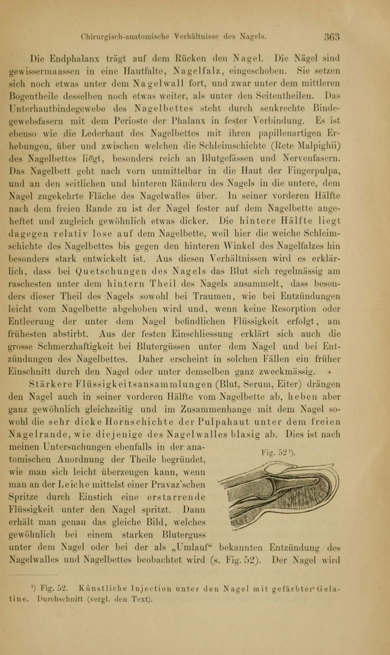 Die Endphalanx trag! auf dem Rücken den Nagel. Die Nägel sind gewissermaassen in eine Hautfalte, Nagelfalz, eingeschoben. Sie setzen sich Qoch etwas unter dem Nagelwall fort, and zwar anter dem mittleren itheile desselben aoch etwas weiter, als anter den Seitentheilen. Das Cnterhautbindegewebe des Nagelbettes stehl durch senkrechte Binde- gewebsfasern mit dem Perioste der Phalanx in fester Verbindung. Es Isl ebenso wie die Lederhaut des Nagelbettes mit ihren papillenartigen Er- hebungen, über und zwischen welchen die Schleimschichte (Rete Malpighii) des Nagelbettes liffgt, besonders reich an Blutgefässen und Nervenfasern. Das Nagelbetl gehl oach vorn unmittelbar in die Baut der Fingerpulpa, und an den seitlichen und hinteren Rändern des Nagels in die untere, dem Nagel zugekehrte Fläche des Nagelwalles über. In seiner vorderen Hälfte nach dem freien Rande zu isl der Nagel fester auf dem Nagelbette ange- heftet und zugleich gewöhnlich etwas dicker. Die hintere Hälfte liegl dagegen relativ lose auf dem Nagelbette, weil hier die weiche Schleim- schichte des Nagelbettes bis gegen den hinteren Winkel des Nagelfalzes hin besonders stark entwickelt ist. Aus diesen Verhältnissen wird es erklär- lich, dass bei Quetschungen des Nagels das Blul sieh regelmässig am raschesten unter dem hintern Theil des Nagels ansammelt, dass beson- ders dieser Theil des Nagels sowohl bei Traumen, wie bei Entzündungen leicht vom Nagelbette abgehoben wird und. wenn keine Resorption oder Entleerung der unter dem Nagel befindlichen Flüssigkeit erfolgt, am frühesten abstirbt. Aus di'\- festen Einschliessung erklärt sich auch die grosse Schmerzhaftigkeit bei Blutergüssen unter dem Nagel und bei Ent- zundungen des Nagelbettes. Daher erscheint in selchen Fällen ein früher Einschnitt durch den Nagel >\rv unter demselben ganz zweckmässig. Stärkere Flüssigkeitsansammlungen (Blut, Serum. Eiter) drängen den Nagel auch in seiner vorderen Hälfte vom Nagelbette ab, heben aber ganz gewöhnlich gleichzeitig und im Zusammenhange mit dem Nagel so- wohl die sehr dicke Hornschichte derPulpahaut unter dem freien Nagelrande, wie diejenige des Nagelwalles blasig ab. Dies ist nach meinen Untersuchungen ebenfalls in der ana- tomischen Anordnung der Theile begründet, wie man sich leicht Überzeugen kann, wenn man an der Leiche mittelst einer Pravaz'schen Spritze durch Einstich eine erstarrende Flüssigkeit unter den Nagel spritzt. Dann erhält man genau das gleiche Bild, welches ^sv^y gewöhnlich bei einem starken Blute rguss anter dem Nagel oder bei der als „Umlauf bekannten Entzündung des Nagelwalles und Nagelbettes I bachtet wird (s. Fig. 52). Der Nagel wird Fig. 521). 1 Fig. 52. Künstliche Injection unter den Nagel mit gefärbter Gela- t i n-'. Durchschnitt [vergl. den Text .