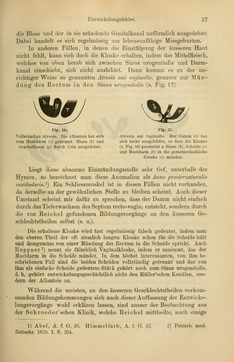 die Blase und der in sie mündende Genitalkaual iiuförmlich ausgedehnt. Dabei handelt es sich regelmässig um lebensunfähige Missgeburten. In anderen Fällen, in denen die Einstülpung der äusseren Haut nicht fehlt, kann sich doch die Kloake erhalten, indem das Mittelfleisch, welches von oben herab sich zwischen Sinus urogenitalis und Darm- kanal einschiebt, sich nicht ausbildet. Dann kommt es zu der un- richtiger Weise so genannten Atresia ani vaginalis, genauer zur Mün- dung des Rectum in den Sinus urogenitalis (s. Fig. 17). Fig. 16. Vollständige Atresie. Die Allantois hat sich vom Mastdarm (r) getrennt. Blase (b) und Genitalkaual (g) durch Urin ausgedehnt. '^^ Fig. 17. Atresia ani vaginalis. Der Damm fd) hat sich nicht ausgebildet, so dass die Kloake (s. Fig. 10) persistirt u. Blase (b), Scheide (v) und Mastdann (r) in die gemeinschaftliche Kloake (c) münden. Liegt diese abnorme Einmündungsstelle sehr tief, unterhalb des Hymen, so bezeichnet man diese Anomalien als Anus 2^'>'aeternaturalis vestibularis. ^) Ein Schliessmuskel ist in diesen Fällen nicht vorhanden, da derselbe an der gewöhnlichen Stelle zu bleiben scheint. Auch dieser Umstand scheint mir dafür zu sprechen, dass der Damm nicht einfach durch das Tieferwachsen des Septum recto-vagin. entsteht, sondern durch die von Reichel gefundenen Bildungsvorgänge an den äusseren Ge- schlechtstheilen selbst (s. u.). Die erhaltene Kloake wird fast regelmässig- falsch gedeutet, indem man den oberen Theil der oft ziemlich langen Kloake schon für die Scheide hält und demgemäss von einer Mündung des Rectum in die Scheide .spricht. Auch Heppner-^) nennt sie fälschlich Vaginalkloake, indem er annimmt, das der Mastdarm in die Scheide mündet, ^n dem höchst interessanten, von ilim be- schriebenen Fall sind die beiden Scheiden vollständig getrennt und das von ihm als einfache Scheide gedeutete Stück gehört noch zum Sinus urogenitalis, d. h. gehört entwickelungsgeschichtlich nicht den Müller'schen Kanälen, son- dern der Allantois an. Während die meisten, an den äusseren Geschlechtstheilen vorkom- menden Bildungshemmungen sich nach dieser Auffassung der Eutwicke- lungsvorgänge wohl erklären lassen, sind ausser der Beobachtung aus der Schroeder'schen Klinik, welche Reichel mittheilte, noch einige 1) Abel, A. f. G. 38. Himmelfarb, A. f. G. 42. Zeitschr. 1S70. I. S. 204. 2) Petersb. med.