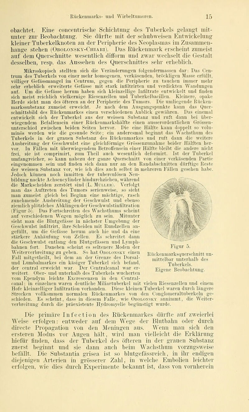 obachtet. Eine coiicentrische Schichtung des Tuberkels gehnif;t luit- uuter zur Beobachtung. Sie dürfte mit der scliubweisen Ent\\ick(-hnig kleiner Tuberkelknoten an der Peripherie des Neoplasmas im Zusammen- hange stehen (Obolonsky-Chiaeij. Das Rückenmark erscheint zumeist auf dem Querschnitte wesentlich difform und zwar wechselt die Gestalt desselben, resp. das Aussehen des Querschnittes sehr erheblich. Mikroskopisch stellten sich die Veränderungen folß-endennassen dar: Das Cen- trum des Tuberkels von einer mehr homogenen, verkäsenden, bröckligen Jlasse erfüllt, völliger Gefässmangel im Centrum, gegen die Periijherie zu tauchen immer mehr sehr erheblich erweiterte Gefässe mit stark infiltrirten und verdickten Wandungen auf. Um die Gefässe herum haben sich kleinzellige Infiltrate entwickelt und finden sich meist reichlich vielkernige Eiesenzellen und Tuberkelbacillen. Kleinere, opake Herde sieht man des öfteren an der Peripherie des Tumors. Die umliegende Eücken- markssubstanz zumeist erweicht. Je nach dem Ausgangspunkte kann das Quer- schnittsbild des Rückenmarkes einen verschiedeneu Anblick gewähren. Das eiuemal entwickelt sich der Tuberkel aus der weissen Substanz und ruft dann bei über- wiegendem Befallensein einer Rückeumarkshälfte einen ausserordentlichen Grössen- uuterschied zwischen beiden Seiten hervor. Die eine Hälfte kann doppelt so volu- minös werden wie die gesunde Seite; ein anderesmal beginnt das AVachsthum des Tuberkels in der grauen Substanz des Eückeumarkes und ruft dann die weitere Avisbreitung der Geschwulst eine gleichförmige Grössenzunahme beider Hälfteu her- vor. In Fällen mit überwiegendem Betroffenseiu einer Hälfte bleibt die andere nicht frei, sie ist comprimirt, zum Theil auch wesentlich deforrairt. Ist der Tuberkel umfangreicher, so kann nahezu der ganze Querschnitt von einer verkäsenden Partie eingenommen sein und finden sich dann nur an den Eandabschnitten dürftige Reste der weissen. Substanz vor, wie ich dirs anrli selbst in mehreren Fällen gesehen habe. Jedoch können noch inmitten der tiiln ivuliisru Neu- bildungnackte Achsenoylinderhindurihziiliiii, wiihrend die Markscheiden zerstört sind (L. Müller). \'erfolgt man das Auftreten des Tumors serienweise, so sieht man zumeist gleich bei Beginn eine mächtige, rasch zunehmende Ausbreitung der GeschwiiUr nml ilimsi. - j^ ziemlich plötzlches Abklingen der Gesc 11 w 111 ~ i i 11 li 111 ;i i i i ii i .'j (Figur 5). Das Fortschreiten des \\';irlistliiiiiis scluiiu ./ auf verschiedenen Wegen möglich zu sein. Mitunter / sieht man die Blutgefässe in nächster Umgebung der Geschwulst infiltrirt, ihre Scheiden mit Rundzellen an- gefüllt, um die Gefässe herum auch hie und da eiue stärkere Anhäufung von Zellen. Es schreitet dann die Geschwulst entlang den Blutgefässen und L.ymph- bahnen fort. Daneben scheint es seltenere Moden der Figur 5. Weiteryerbi-eitung zu geben. So hat Oboloksky einen Eückenmarksquerschnitt un- Fa 1 mitgetheilt bei^ dem an der Grenze des Dorsa - mittelbar unterhalb de.s und Lumbaimarkes ein käsiger Tuberkel sich befand, Tuberkels der central erweicht war. Der Centralcanal war er- Eio-ene Beobachtuno- weitert. Ober- und unterhalb des Tuberkels wucherten '^ ''' vom Ependj'm leichte Excrescenzen in den Central- canal ; in einzelnen waren deutliche Miliartuberkel mit vielen Eiesenzellen und einem Hofe kleinzelliger Infiltration vorhanden. Diese kleinen Tuberkel waren durch längere Strecken vollkommen normalen Rückenmarkes von den Conglomeraltuberkeln ge- schieden. Es scheint, dass in diesem Falle, wie Obolonsky annimmt, die Weiter- verbreitung durch die präexistente Hydromyelie begünstigt wurde. Die primäre Inf eetion des Rückenmarkes dürfte auf zweierlei '\^'eise erfolgen: entweder auf dem Wege der Blutbahn oder durch directe Propagation A^on den Meningen aus. Wenn mau sich den ei'steren Modus vor Augen hält, wird man vielleicht die Erklärung hiefür finden, dass der Tuberkel des öfteren in der grauen Substanz zuerst beginnt und sie dann auch beim Wachsthum ^vorzugsweise Ijefällt. Die Substantia grisea ist so blutgefässreich, in ihr endigen diejenigen Arterien in grösserer Zahl, in welche Embolien leichter erfolgen, wie dies durch Experimente bekannt ist, dass A^on vornherein