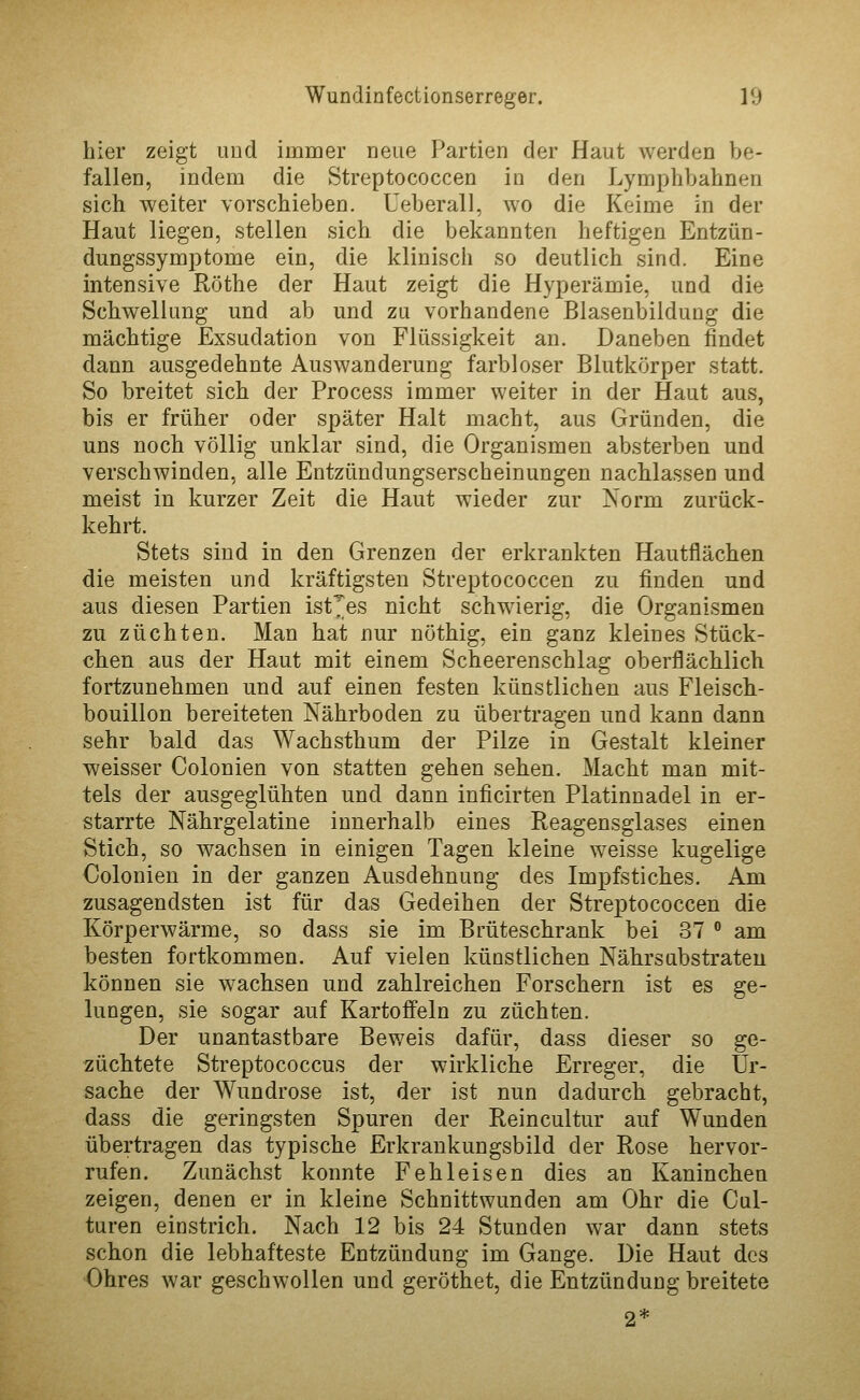 hier zeigt und immer neue Partien der Haut werden be- fallen, indem die Streptococcen in den Lymphbahnen sich weiter vorschieben. Ueberall, wo die Keime in der Haut liegen, stellen sich die bekannten heftigen Entzün- dungssymptome ein, die klinisch so deutlich sind. Eine intensive Röthe der Haut zeigt die Hyperämie, und die Schwellung und ab und zu vorhandene Blasenbildung die mächtige Exsudation von Flüssigkeit an. Daneben findet dann ausgedehnte Auswanderung farbloser Blutkörper statt. So breitet sich der Process immer weiter in der Haut aus, bis er früher oder später Halt macht, aus Gründen, die uns noch völlig unklar sind, die Organismen absterben und verschwinden, alle Entzündungserscheinungen nachlassen und meist in kurzer Zeit die Haut wieder zur Xorm zurück- kehrt. Stets sind in den Grenzen der erkrankten Hautflächen die meisten und kräftigsten Streptococcen zu finden und aus diesen Partien isf^es nicht schwierig, die Organismen zu züchten. Man hat nur nöthig, ein ganz kleines Stück- clien aus der Haut mit einem Scheerenschlag oberflächlich fortzunehmen und auf einen festen künstlichen aus Fleisch- bouillon bereiteten Nährboden zu übertragen und kann dann sehr bald das Wachsthum der Pilze in Gestalt kleiner weisser Colonien von statten gehen sehen. Macht man mit- tels der ausgeglühten und dann inficirten Platinnadel in er- starrte Nährgelatine innerhalb eines Reagensglases einen Stich, so wachsen in einigen Tagen kleine weisse kugelige Colonien in der ganzen Ausdehnung des Impfstiches. Am zusagendsten ist für das Gedeihen der Streptococcen die Körperwärme, so dass sie im Brüteschrank bei 37 ° am besten fortkommen. Auf vielen künstlichen Nährsabstrafen können sie wachsen und zahlreichen Forschern ist es ge- lungen, sie sogar auf Kartoffeln zu züchten. Der unantastbare Beweis dafür, dass dieser so ge- züchtete Streptococcus der wirkliche Erreger, die Ur- sache der Wundrose ist, der ist nun dadurch gebracht, dass die geringsten Spuren der Reincultur auf Wunden übertragen das typische Erkrankungsbild der Rose hervor- rufen. Zunächst konnte Fehleisen dies an Kaninchen zeigen, denen er in kleine Schnittwunden am Ohr die Cnl- turen einstrich. Nach 12 bis 24 Stunden war dann stets schon die lebhafteste Entzündung im Gange. Die Haut des Ohres war geschwollen und geröthet, die Entzündung breitete