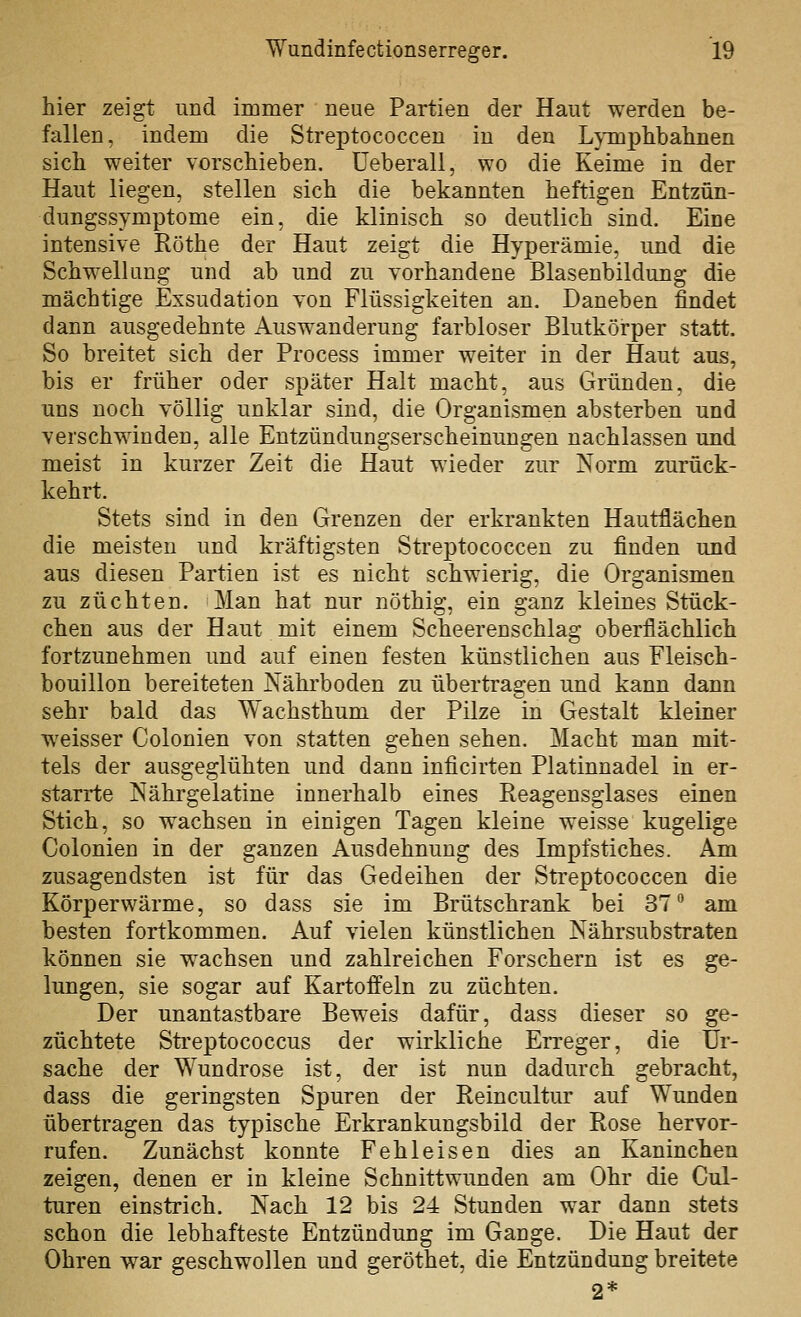 hier zeigt und immer neue Partien der Haut werden be- fallen, indem die Streptococcen in den L^mplibahnen sich weiter vorschieben. Ueberall, wo die Keime in der Haut liegen, stellen sich die bekannten heftigen Entzün- dungssymptome ein, die klinisch so deutlich sind. Eine intensive Röthe der Haut zeigt die Hyperämie, und die Schwellang und ab und zu vorhandene Blasenbildung die mächtige Exsudation von Flüssigkeiten an. Daneben findet dann ausgedehnte Auswanderung farbloser Blutkörper statt. So breitet sich der Process immer weiter in der Haut aus, bis er früher oder später Halt macht, aus Gründen, die uns noch völlig unklar sind, die Organismen absterben und verschwinden, alle Entzündungserscheinungen nachlassen und meist in kurzer Zeit die Haut wieder zur Norm zurück- kehrt. Stets sind in den Grenzen der erkrankten Hautflächen die meisten und kräftigsten Streptococcen zu finden und aus diesen Partien ist es nicht schwierig, die Organismen zu züchten. Man hat nur nöthig, ein ganz kleines Stück- chen aus der Haut mit einem Scheerenschlag oberflächlich fortzunehmen und auf einen festen künstlichen aus Fleisch- bouillon bereiteten Nährboden zu übertragen und kann dann sehr bald das Wachsthum der Pilze in Gestalt kleiner weisser Colonien von statten gehen sehen. Macht man mit- tels der ausgeglühten und dann inficirten Platinnadel in er- starrte Nährgelatine innerhalb eines Reagensglases einen Stich, so wachsen in einigen Tagen kleine weisse kugelige Colonien in der ganzen Ausdehnung des Impfstiches. Am zusagendsten ist für das Gedeihen der Streptococcen die Körperwärme, so dass sie im Brütschrank bei 37 am besten fortkommen. Auf vielen künstlichen Nährsubstraten können sie wachsen und zahlreichen Forschern ist es ge- lungen, sie sogar auf Kartoffeln zu züchten. Der unantastbare Beweis dafür, dass dieser so ge- züchtete Streptococcus der wirkliche Erreger, die Ur- sache der Wundrose ist, der ist nun dadurch gebracht, dass die geringsten Spuren der Reincultur auf Wunden übertragen das typische Erkrankungsbild der Rose hervor- rufen. Zunächst konnte Fehleisen dies an Kaninchen zeigen, denen er in kleine Schnittwunden am Ohr die Cul- turen einstrich. Nach 12 bis 24 Stunden war dann stets schon die lebhafteste Entzündung im Gange. Die Haut der Ohren war geschwollen und geröthet, die Entzündung breitete 2*