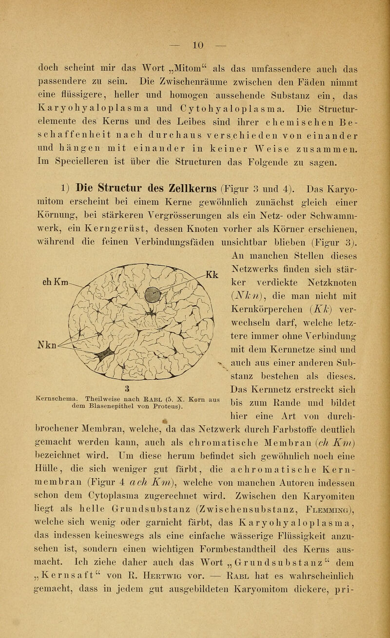 eh Km doch scheint mir das Wort „Mitom als das umfassendere auch das passendere zu sein. Die Zwischenräume zwischen den Fäden nimmt eine flüssigere, heller und homogen aussehende Substanz ein, das Karyohyaloplasma und Cytohyaloplasma, Die Structur- elemente des Kerns und des Leibes sind ihrer chemischen Be- schaffenheit nach durchaus verschieden von einander und hängen mit einander in keiner Weise zusammen. Im Specielleren ist über die Structuren das Folgende zu sagen. 1) Die Structur des Zellkerns (Figur 3 und 4). Das Karyo- mitom erscheint bei einem Kerne gewöhnlich zunächst gleich einer Körnung, bei stärkeren Vergrösserungen als ein Netz- oder Schwamm- werk, ein Kerngerüst, dessen Knoten vorher als Körner erschienen, während die feinen Verbindungsfäden unsichtbar blieben (Figur 3). An manchen Stellen dieses Netzwerks finden sich stär- ker verdickte Netzknoten (Nkri), die man nicht mit Kernkörperchen (Kk) ver- wechseln darf, welche letz- tere immer ohne Verbindung mit dem Kernnetze sind und auch aus einer anderen Sub- stanz bestehen als dieses. Das Kernnetz erstreckt sich bis zum Rande und bildet hier eine Art von dürch- brochener Membran, welche, da das Netzwerk durch Farbstoffe deutlich gemacht werden kann, auch als chromatische Membran ich Km) bezeichnet wird. Um diese herum befindet sich gewöhnlich noch eine Hülle, die sich weniger gut färbt, die achromatische Ker n- membran (Figur 4 ach Km), welche von manchen Autoren indessen schon dem Cytoplasma zugerechnet wird. Zwischen den Karyomiten liegt als helle Grundsubstanz (Zwischensubstanz, Flemming), welche sich wenig oder garnicht färbt, das Karyohyaloplasma, das indessen keineswegs als eine einfache wässerige Flüssigkeit anzu- sehen ist, sondern einen wichtigen Formbestandtheil des Kerns aus- macht. Ich ziehe daher auch das Wort „ Gl r u n d s u b s t a n z  dem „Kernsaft von R. Hertwig vor. — Rabl hat es wahrscheinlich gemacht, dass in jedem gut ausgebildeten Karyomitom dickere, pri- Nkn Kernschema. Theilweise nach RABL (5. X. Kern aus dem Blasenepithel von Proteus).