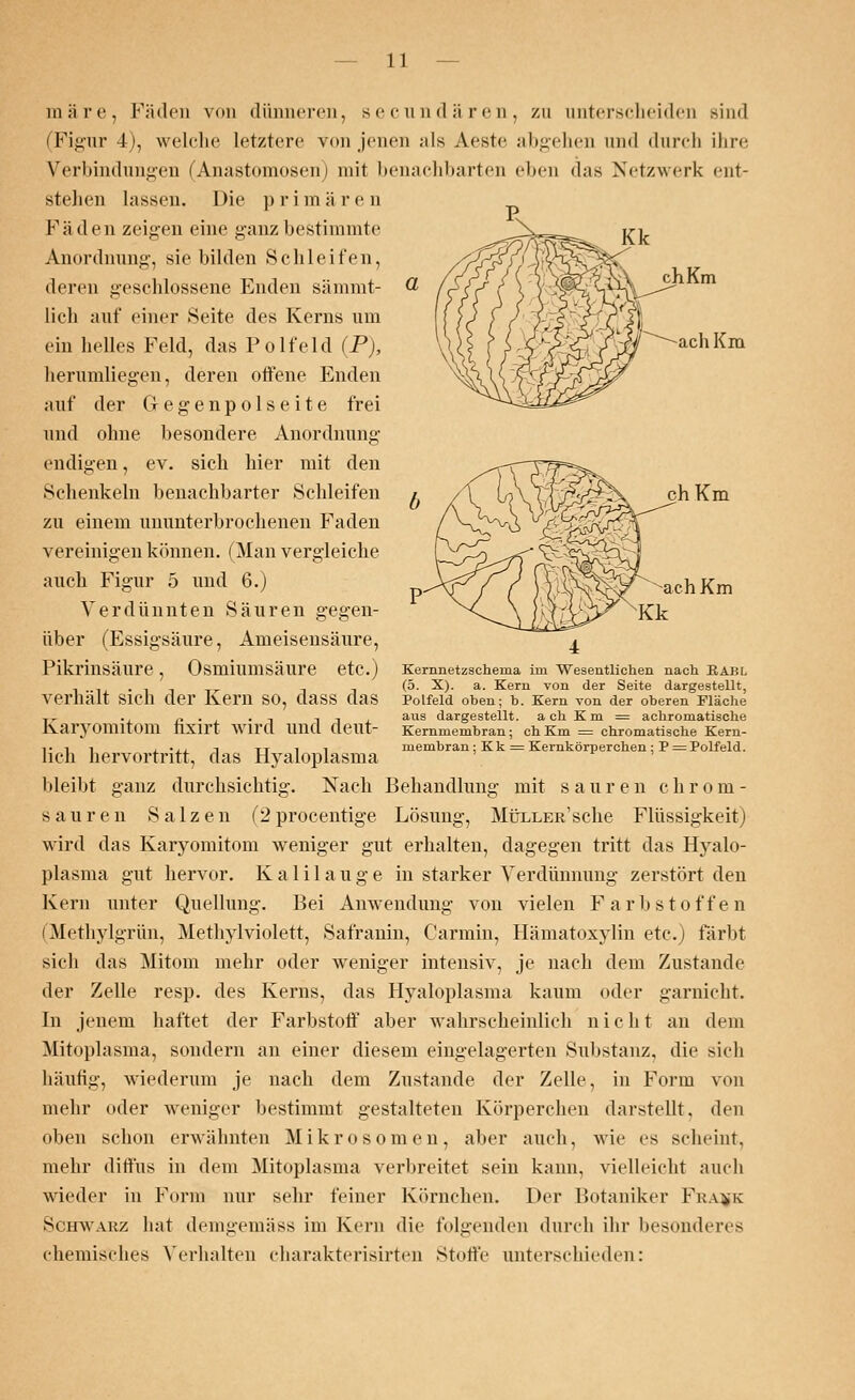 hKm ach Kiu ch Km chKm märe, Fäden von dünneren, secundären, zu unterscheiden Bind (Figur 4), welche letztere von jenen ;ils Aeste abgehen und durch ihre Verbindungen (Anastomosen; mit benachbarten dien das Netzwerk ent- stehen lassen. Die p r i m ä r e n Fä d en zeigen eine ganz bestimmte Anordnung, sie bilden Schleifen, deren geschlossene Enden sämmt- lich auf einer Seite des Kerns um ein helles Feld, das Polfeld (P), herumliegen, deren offene Enden auf der Gegenpolseite frei und ohne besondere Anordnung endigen, ev. sich hier mit den Schenkeln benachbarter Schleifen zu einem ununterbrochenen Faden vereinigen können. (Man vergleiche auch Figur 5 und 6.) Verdünnten Säuren gegen- über (Essigsäure, Ameisensäure, Pikrinsäure , OsmiuillSäUre etC.) Kernnetzschema im Wesentlichen nach EABL . (5. X). a. Kern von der Seite dargestellt, verhält Sich der Kern SO, daSS das Polfeld oben; b. Kern von der oberen Fläche ,j. .. c ■ , • t tt aus dargestellt, a ch K m = achromatische KaryOmitOlll ÜXirt Wird Ulld deilt- Kernmembran; ch Km = chromatische Kern- ,.11 , ... t tt i i membran; Kk = Kernkörperchen; P = Polfeld. lieh hervortritt, das Hyaloplasma bleibt ganz durchsichtig. Nach Behandlung mit sauren chrom- sauren Salzen (2procentige Lösung, MüLLER'sche Flüssigkeit) wird das Karyomitom weniger gut erhalten, dagegen tritt das Hyalo- plasma gut hervor. Kalilauge in starker Verdünnung zerstört den Kern unter Quellung. Bei Anwendung von vielen Farbstoffen (Methylgrün, Methylviolett, Safranin, Carmin, Hämatoxylin etc.) färbt sich das Mitom mehr oder weniger intensiv, je nach dem Zustande der Zelle resp. des Kerns, das Hyaloplasma kaum oder garnicht. In jenem haftet der Farbstoff aber wahrscheinlich n i c h t an dem Mitoplasma, sondern an einer diesem eingelagerten Substanz, die sich häufig, wiederum je nach dem Zustande der Zelle, in Form von mehr oder weniger bestimmt gestalteten Körperchen darstellt, den oben schon erwähnten Mikrosomen, aber auch, wie es scheint, mehr diffus in dem Mitoplasma verbreitet sein kann, vielleicht auch wieder in Form nur sehr feiner Körnchen. Der Botaniker Fi:a*k Schwakz hat demgemäss im Kern die folgenden durch ihr besonderes chemisches Verhalten charakterisirten Stoffe unterschieden: