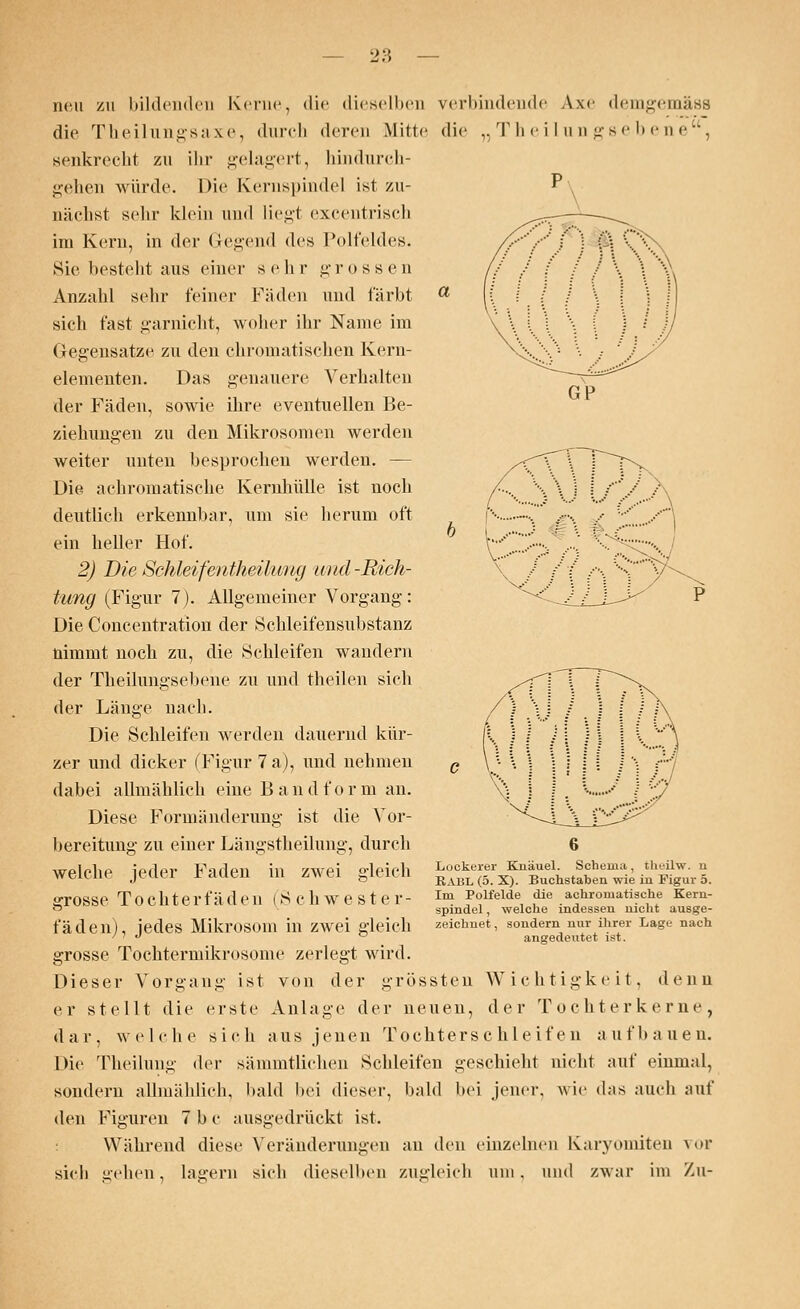 neu zu bildenden Kerne, die dieselben verbindende Axe demgemäsa die Theilungsaxe, durch deren Mitte <lie „Theilungsebene, senkrecht zu ihr gelagert, hindurch- gehen würde. Die Kernspindel ist zu- nächst sehr klein und liegt excentriscb im Kern, in der Gegend des Polfeldes. Sie besteht aus einer sein- »rossen Anzahl sein* feiner Fäden und färbt sich fast garnicht, woher ihr Name im Gegensatze zu den chromatischen Kern- elementen. Das genauere Verhalten der Fäden, sowie ihre eventuellen Be- ziehungen zu den Mikrosomen werden weiter unten besprochen werden. — Die achromatische Kernhülle ist noch deutlich erkennbar, um sie herum oft ein heller Hof. 2) Die Schleifentheüung und -Rich- tung (Figur 7). Allgemeiner Vorgang: Die Concentration der Schleifensubstanz nimmt noch zu, die Schleifen wandern der Theilungsebene zu und theilen sich der Länge nach. Die Schleifen werden dauernd kür- zer und dicker (Figur 7 a), und nehmen dabei allmählich eine B an d form an. Diese Formänderung ist die Vor- bereitung zu einer Längstheilung, durch welche jeder Faden in zwei gleich grosse Tochterfäden (S chwester- fäden), jedes Mikrosom in zwei gleich grosse Tochtermikrosome zerlegt wird. Dieser Vorgang ist von der grössten Wichtigkeit, denn er stellt die erste Anlage der neuen, der Tochterkeme, dar, welche sich aus jenen Tochterschleifen aufbauen. Die Theilung der sänimtlichen Schleifen geschieht nicht auf einmal, sondern allmählich, bald bei dieser, bald bei jener, wie das auch auf den Figuren 7 b c ausgedrückt ist. : Während diese Veränderungen an den einzelnen Karyomiten \<»r sich gehen , lagern sich dieselben zugleich um . und zwar im Xll- Lockerer Knäuel. Schema, theüw. u RABL (5. X). Buchstaben wie in Figur 5. Im Polfelde die achromatische Kern- spindel , welche indessen nicht ausge- zeichnet , sondern nur ihrer Lage nach angedeutet ist.