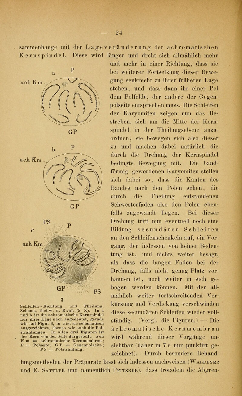 ach Km ach Km sammenhange mit der Lage Veränderung der achromatischen Kernspindel. Diese wird länger und dreht sich allmählich mehr und mehr in einer Richtung, dass sie bei weiterer Fortsetzung dieser Bewe- gung senkrecht zu ihrer früheren Lage stehen, und dass dann ihr einer Pol dem Polfelde, der andere der Gegeu- polseite entsprechen muss. Die Schleifen der Karyomiten zeigen nun das Be- streben, sich um die Mitte der Kern- spindel in der Theilungsebene anzu- ordnen, sie bewegen sich also dieser zu und machen dabei natürlich die durch die Drehung der Kernspindel bedingte Bewegung mit. Die band- förmig gewordenen Karyomiten stellen sich dabei so, dass die Kanten des Bandes nach den Polen sehen, die durch die Theilung entstandenen Schwesterfäden also den Polen eben- falls zugewandt liegen. Bei dieser Drehung tritt nun eventuell noch eine Bildung secundärer Schleifen an den Schleifenschenkeln auf, ein Vor- gang, der indessen von keiner Bedeu- tung ist, und nichts weiter besagt, als dass die langen Fäden bei der Drehung, falls nicht genug Platz vor- handen ist, noch weiter in sich ge- bogen werden können. Mit der all- mählich weiter fortschreitenden Ver- kürzung und Verdickung verschwinden diese secundären Schleifen wieder voll- ständig. (Vergl. die Figuren.) — Die achromatische Kernmembran wird während dieser Vorgänge un- sichtbar (daher in 7 c nur punktirt ge- zeichnet). Durch besondere Behand- lungsmethoden der Präparate lässt sich indessen nachweisen (Waldeyer und E. Sattler und namentlich Pfitzner), dass trotzdem die Abgren- PS ach Km, tf% GP 7 PS Schleifen - Richtung und Theilung. Schema, theilw. n. RAUL (5. X). In a und b ist die achromatische Kernspindel nur ihrer Lage nach angedeutet, gerade wie auf Figur 6, in c ist sie schematisch ausgezeichnet, ebenso wie auch die Pol- strahlungen. In allen drei Figuren ist der Kern von der Seite dargestellt, ach K m = achromatische Kernmembran ; P = Polseite: G P = Gegenpolseite ; PS = Polstrahlung.