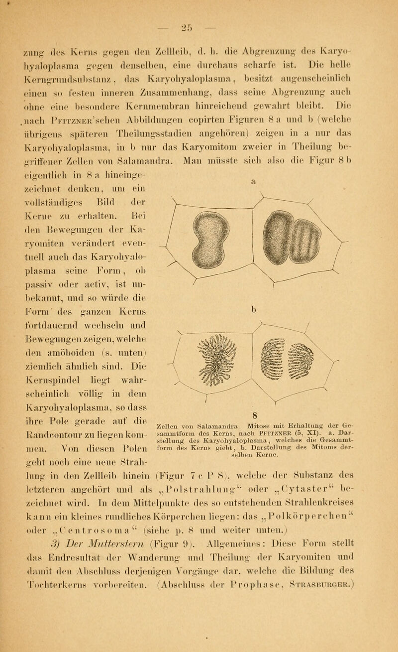 zung des Kerns gegen den Zellleib, d. Ii. <Ii*• Abgrenzung des Karyo- hyaloplasma gegen denselben, eine durchaus scharfe ist. Die helle Kerngrundsubstanz, (Ins Karyohyaloplasma, besitzt augenscheinlich einen s<> festen inneren Zusammenhang, dass seine Abgrenzung auch ohne eine besondere Kernmembran hinreichend gewahrt bleibt. I >i<■ .nach IViTZNioKselien Abbildungen copirten Figuren 8a und I» (welche übrigens späteren Theilungsstadien angehören) zeigen in a nur das Karyohyaloplasma, in b nur das Karyomitom zweier in Theilung be- griffener Zellen von Salamandra. Man müsste sieh also die Figur 8b eigentlich in 8 a hineinge- zeichnet denken, um ein vollständiges Bild der Kerne zu erhalten. Bei den Bewegungen der Ka- ryomiten verändert even- tuell auch «Ins Karyohyalo- plasma seine Form , ob passiv oder activ, ist un- bekannt, und so würde die Form des ganzen Kerns fortdauernd wechseln und 1 Jewegungen zeigen, welche den amöboiden (s. unten) ziemlich ähnlich sind. Die Kernspindel liegt wahr- scheinlich völlig in dem Karyohyaloplasma, so dass ihre Pole gerade auf die Randeontour zu liegen kom- men. 8 Zellen von Salamandra. Mitose mit Erhaltung der Ge- sammtform des Kerns, nach PPITZNER (5, XI). a. Dar- stellung des Karyohyaloplasma, welches die Gesammt- Voil diesen Polen form ^es Kerns giebt, b. Darstellung des Mitoms der- selben Kerne. geht noch eine neue Strah- lung in den Zellleib hinein (Figur 7 c I' S), welche der Substanz des letzteren angehört und als „Polstrahlung (»der „Cytaster be- zeichnet wird. In dem Mittelpunkte des so entstehenden Strahlenkreises kann ein kleines rundliches Körperchen liegen: das „Polkörperchen oder „(Jentrosoma (siehe p. 8 und weiter unten.) 3) Der Mutterstern (Figur 9). Allgemeines: Kiese Form stellt das Endresultat der Wanderung und Theilung der Karyomiten und damit den Abschluss derjenigen Vorgänge dar. welche die Bildung des Tochterkerns vorbereiten. (Abschluss dev Prophase, Strasburöer.)