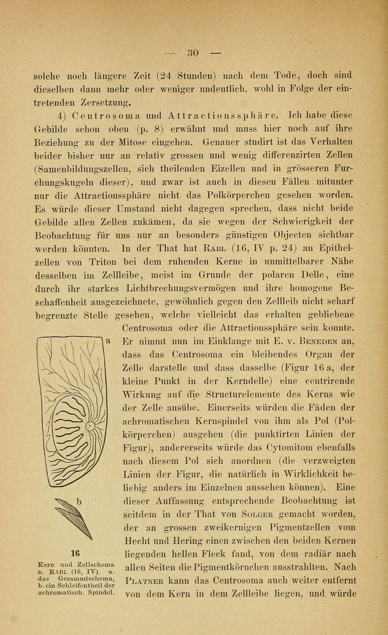 solche noch längere Zeit (24 Stunden) nach dem Tode, doch sind dieselben dann mehr oder weniger undeutlich, wohl in Folge der ein- tretenden Zersetzung. 4) Centrosoma und Attractionssphäre. Ich habe diese Gebilde schon oben (p. 8) erwähnt und muss hier noch auf ihre Beziehung zu der Mitose eingehen. Genauer studirt ist das Verhalten beider bisher nur an relativ grossen und wenig differenzirten Zellen (Samenbildungszellen, sich theilenden Eizellen und in grösseren Fur- chungskugeln dieser), und zwar ist auch in diesen Fällen mitunter nur die Attractionssphäre nicht das Polkörperchen gesehen worden. Es würde dieser Umstand nicht dagegen sprechen, dass nicht beide Gebilde allen Zellen zukämen, da sie wegen der Schwierigkeit der Beobachtung für uns nur an besonders günstigen Objecten sichtbar werden könnten. In der That hat Rabl (16, IV p. 24) an Epithel- zellen von Triton bei dem ruhenden Kerne in unmittelbarer Nähe desselben im Zellleibe, meist im Grunde der polaren Delle, eine durch ihr starkes Lichtbrechungsvermögen und ihre homogene Be- schaffenheit ausgezeichnete, gewöhnlich gegen den Zellleib nicht scharf begrenzte Stelle gesehen, welche vielleicht das erhalten gebliebene Centrosoma oder die Attractionssphäre sein konnte. Er nimmt nun im Einklänge mit E. v. Beneden an, dass das Centrosoma ein bleibendes Organ der Zelle darstelle und dass dasselbe (Figur 16 a, der kleine Punkt in der Kerndelle) eine centrirende Wirkung auf die Structurelemente des Kerns wie der Zelle ausübe. Einerseits würden die Fäden der achromatischen Kernspindel von ihm als Pol (Pol- körperchen) ausgehen (die punktirten Linien der Figur), andererseits würde das Cytomitom ebenfalls nach diesem Pol sich anordnen (die verzweigten Linien der Figur, die natürlich in Wirklichkeit be- liebig anders im Einzelnen aussehen können). Eine dieser Auffassung entsprechende Beobachtung ist seitdem in der That von Solger gemacht worden, der an grossen zweikernigen Pigmentzellen vom Hecht und Hering einen zwischen den beiden Kernen liegenden hellen Fleck fand, von dem radiär nach allen Seiten die Pigmentkörnchen ausstrahlten. Nach Platner kann das Centrosoma auch weiter entfernt von dem Kern in dem Zellleibe liegen, und würde 16 Kern und Zellschema n. RABL (16, IV). a. das Gesammtschema, b. ein Schleifentheil der achromatisch. Spindel.