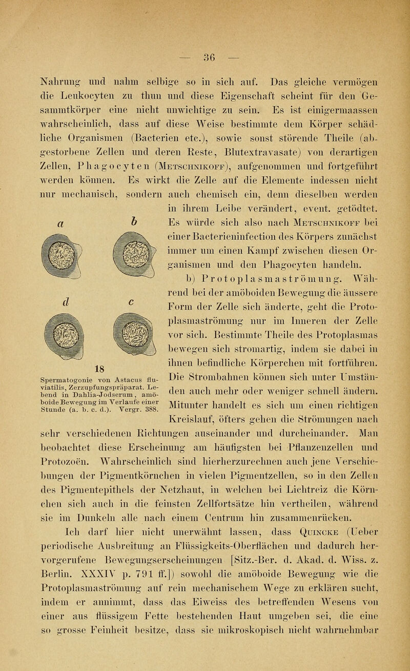 nur mechanisch, Nahrung und nahm selbige so in sich auf. Das gleiche vermögen die Leukocyten zu thun und diese Eigenschaft scheint für den Ge- sammtkörper eine nicht unwichtige zu sein. Es ist einigermaassen wahrscheinlich, dass auf diese Weise bestimmte dem Körper schäd- liche Organismen (Bacterien etc.), sowie sonst störende Theile (ab- gestorbene Zellen und deren Eeste, Blutextravasate) von derartigen Zellen, P h a g o c y t e n (Metschnikoff), aufgenommen und fortgeführt werden können. Es wirkt die Zelle auf die Elemente indessen nicht sondern auch chemisch ein, denn dieselben werden in ihrem Leibe verändert, event. getödtet. b Es würde sich also nach Metschnikoff bei einer Bacterieninfection des Körpers zunächst immer um einen Kampf zwischen diesen Or- ganismen und den Phagocyten handeln. b) Protoplasmaströmung. Wäh- rend bei der amöboiden Bewegung die äussere Form der Zelle sich änderte, geht die Proto- plasmaströmung nur im Inneren der Zelle vor sich. Bestimmte Theile des Protoplasmas bewegen sich stromartig, indem sie dabei in ihnen befindliche Körperchen mit fortführen. Die Strombahnen können sich unter Umstän- den auch mehr oder weniger schnell ändern. Mitunter handelt es sich um einen richtigen Kreislauf, öfters gehen die Strömungen nach sehr verschiedenen Richtungen auseinander und durcheinander. Man beobachtet diese Erscheinung am häufigsten bei Pnanzenzellen und Protozoen. Wahrscheinlich sind hierherzurechnen auch jene Verschie- bungen der Pigmentkörnchen in vielen Pigmentzellen, so in den Zellen des Pigmentepithels der Netzhaut, in welchen bei Lichtreiz die Körn- chen sich auch in die feinsten Zellfortsätze hin vertheilen, während sie im Dunkeln alle nach einem Centrum hin zusammenrücken. Ich darf hier nicht unerwähnt lassen, dass Quincke (Ueber periodische Ausbreitung an Flüssigkeits-Oberflächen und dadurch her- vorgerufene Bewegungserscheinungen [Sitz.-Ber. d. Akad. d. Wiss. z. Berlin. XXXIV p. 791 ff.]) sowohl die amöboide Bewegung wie die Protoplasmaströmung auf rein mechanischem Wege zu erklären sucht, indem er annimmt, dass das Eiweiss des betreffenden Wesens von einer aus flüssigem Fette bestehenden Haut umgeben sei, die eine so grosse Feinheit besitze, dass sie mikroskopisch nicht wahrnehmbar 18 Spermatogonie von Astacus flu- viatilis, Zerzupfungspräparat. Le- bend in Dahlia-Jodseruni, amö- boide Bewegung im Verlaufe einer Stunde (a. b. c. d.). Vergr. 388.