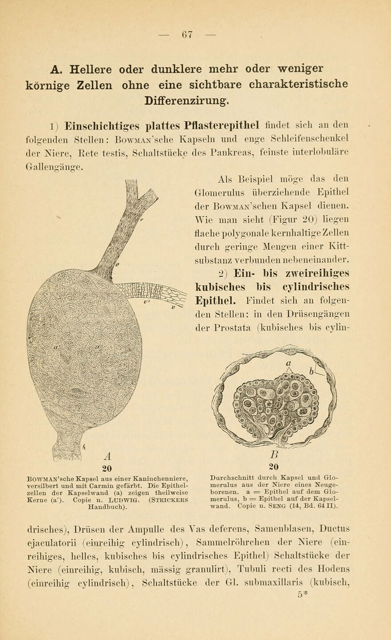 (57 A. Hellere oder dunklere mehr oder weniger körnige Zellen ohne eine sichtbare charakteristische Differenzirung. 1) Einschichtiges plattes Pflasterepithel findet sich an den folgenden Stellen: BowMAN'sche Kapseln und enge Schleifenschenke] der Niere, Rete testis, Schaltstücke des Pankreas, feinste interlobnläre Gallengänge. Als Beispiel möge das den Grlomerulus überziehende Epithel der BowMAN'schen Kapsel dienen. Wie man sieht (Figur 20; liegen flache polygonale kernhaltige Zellen durch geringe Mengen einer Kitt- substanz verbunden nebeneinander. 2) Ein- Ms zweireihiges kuhisches Ms cylindrisches Epithel. Findet sich an folgen- den Stellen: in den Drüsengängen der Prostata (kubisches bis cylin- Bo-WMAN'sche Kapsel aus einer Kaninchenniere, versilbert und mit Carmin gefärbt. Die Epithel- zellen der Kapselwand (a) zeigen theilweise Kerne (a'). Copie n. LUDWIG. (STRICKERS Handbuch). Durchschnitt durch Kapsel und Glo- merulus aus der Niere eines Neuge- borenen, a = Epithel auf dem Grlo- merulus, b = Epithel auf der Kapsel- wand. Copie n. SENG (14, Bd. 64 H). drisches), Drüsen der Ampulle des Vas deferens, Samenblasen, Ductus ejaculatorii (einreihig (zylindrisch), Sammelröhrchen der Niere (ein- reihiges, helles, kubisches bis cylindrisches Epithel I Schaltstücke der Niere (einreihig, kubisch, massig granulirK Tubuli recti (\r* Hodens (einreihig cylindrisch), Schaltstücke der Ol. submaxillaris (kubisch,