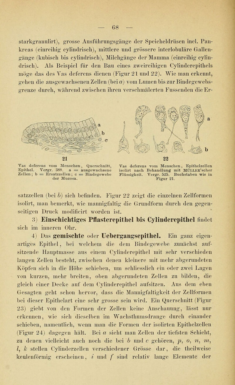 starkgranulirt), grosse Ausführungsgänge der Speicheldrüsen incl. Pan- kreas (einreihig cylindrisch), mittlere und grössere interlobuläre Gallen- gänge (kubisch bis cylindrisch), Milchgänge der Mamma (einreihig cylin- drisch). Als Beispiel für den Bau eines zweireihigen Cylinderepithels möge das des Vas deferens dienen (Figur 21 und 22). Wie man erkennt, gehen die ausgewachsenen Zellen (bei a) vom Lumen bis zur Bindegewebs- grenze durch, während zwischen ihren verschmälerten Fussenden die Er- Vas deferens vom Menschen, Querschnitt, Epithel. Vergr. 388. a = ausgewachsene Zellen; b = Ersatzzellen; c = Bindegewebe der Mucosa. Vas deferens vom Menschen, Epithelzellen isolirt nach Behandlung mit MÜLLER'scher Flüssigkeit. Vergr. 525. Buchstaben wie in Eigur 21. satzzellen (bei b) sich befinden. Figur 22 zeigt die einzelnen Zellformen isolirt, man bemerkt, wie mannigfaltig die Grundform durch den gegen- seitigen Druck modificirt worden ist. 3) Einschichtiges Pflasterepithel his Cylinderepithel findet sich im inneren Ohr. 4) Das gemischte oder Uehergangsepithel. Ein ganz eigen- artiges Epithel, bei welchem die dem Bindegewebe zunächst auf- sitzende Hauptmasse aus einem Cylinderepithel mit sehr verschieden langen Zellen bestellt, zwischen denen kleinere mit mehr abgerundeten Köpfen sich in die Höhe schieben, um schliesslich ein oder zwei Lagen von kurzen, mehr breiten, oben abgerundeten Zellen zu bilden, die gleich einer Decke auf dem Cylinderepithel aufsitzen. Aus dem eben Gesagten geht schon hervor, dass die Mannigfaltigkeit der Zellformen bei dieser Epithelart eine sehr grosse sein wird. Ein Querschnitt (Figur 23) giebt von den Formen der Zellen keine Anschauung, lässt nur erkennen, wie sich dieselben im Wachsfhunisdrange durch einander schieben, namentlich, wenn man die Formen der isolirten Epithelzellen (Figur 24) dagegen hält. Bei a sieht man Zellen der tiefsten Schicht, zu denen vielleicht auch noch die bei b und c gehören, p, o, n, m, l, k stellen Cylinderzellen verschiedener Grösse dar, die theilweise keulenförmig erscheinen, i und f sind relativ lange Elemente der