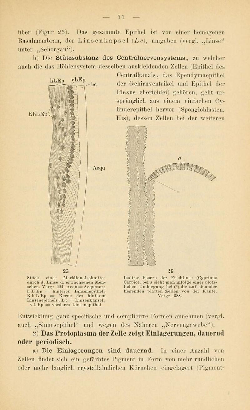 über (Figur 25). Das gesammte Epithel ist von einer homogenen Basalmembran, der Linsenkapsel (Xe), umgeben (vergl. „Linse unter „Sehorgan). b) Die Stützsubstanz des Centralnervensystems, zu welcher auch die d;is Ilülileiisystem desselben auskleidenden Zellen (Epithel des Centralkanals, das Ependymaepithel der Grehirnventrikel und Epithel der Plexus chorioidei) geboren, geht ur- sprünglich aus einem einfachen Cy- linderepithel hervor (Spongiohlasten, His), dessen Zellen bei der weiteren t, gas KhLEp -Aequ ? €$<•-; -> V- Stück eines Meridionalschnittes durch d. Linse d. erwachsenen Men- schen. Vergr. 224. Aequ = Aequator ; h L Ep = hinteres Linsenepithel; K h L Ep = Kerne des hinteren Linsenepithels ;Lc = Linsenkapsel; vLEp = vorderes Linsenepithel. 26 Isolirte Fasern der Eischlinse (Cyprinus Carpio), bei a sieht man infolge einer plötz- lichen Unibiegung bei (*) die auf einander liegenden platten Zellen von der Kante. Vergr. 388. Entwicklung ganz speeifische und complicirte Formen annehmen (vergl. auch „Sinnesepithel und wegen des Näheren „Nervengewebe). 2) Das Protoplasma der Zelle zeigt Einlagerungen, (lauernd oder periodisch. a) Die Einlagerungen sind dauernd In einer Anzahl von Zellen findet sieh ein gefärbtes Pigment in Form von mehr rundlichen oder mehr länglich crystallähnlichen Körnchen eingelagert (Pigment-