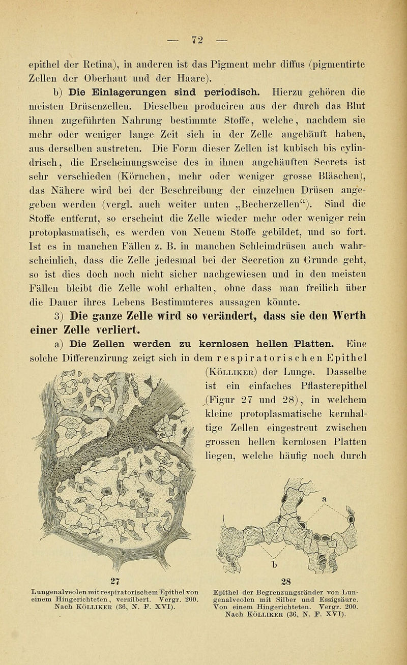 epithel der Retina), in anderen ist das Pigment mehr diffus (pigmentirte Zellen der Oberhaut und der Haare). b) Die Einlagerungen sind periodisch. Hierzu gehören die meisten Drüsenzellen. Dieselben produciren aus der durch das Blut ihnen zugeführten Nahrung bestimmte Stoffe, welche, nachdem sie mehr oder weniger lange Zeit sich in der Zelle angehäuft haben, aus derselben austreten. Die Form dieser Zellen ist kubisch bis cylin- drisch, die Erscheinungsweise des in ihnen angehäuften Secrets ist sehr verschieden (Körnchen, mehr oder weniger grosse Bläschen), das Nähere wird bei der Beschreibung der einzelnen Drüsen ange- geben werden (vergl. auch weiter unten „Becherzellen). Sind die Stoffe entfernt, so erscheint die Zelle wieder mehr oder weniger rein protoplasmatisch, es werden von Neuem Stoffe gebildet, und so fort. Ist es in manchen Fällen z. B. in manchen Schleimdrüsen auch wahr- scheinlich, dass die Zelle jedesmal bei der Secretion zu Grunde geht, so ist dies doch noch nicht sicher nachgewiesen und in den meisten Fällen bleibt die Zelle wohl erhalten, ohne dass man freilich über die Dauer ihres Lebens Bestimmteres aussagen könnte. 3) Die ganze Zelle wird so verändert, dass sie den Werth einer Zelle verliert. a) Die Zellen werden zu kernlosen hellen Platten. Eine solche Differenzirung zeigt sich in dem respiratorischen Epithel (Kölliker) der Lunge. Dasselbe ist ein einfaches Pflasterepithel (Figur 27 und 28), in welchem kleine protoplasmatische kernhal- tige Zellen eingestreut zwischen grossen hellen kernlosen Platten liegen, welche häufig noch durch 3£tr 27 Eungenalveolen mit respiratorischem Epithel von einem Hingerichteten, versilbert. Vergr. 200. Nach KÖLLIKER (36, N. E. XVI). Epithel der Begrenzungsränder von Lun- genalveolen mit Silber und Essigsäure. Von einem Hingerichteten. Vergr. 200. Nach KÖLLIKER (36, N. E. XV.T).