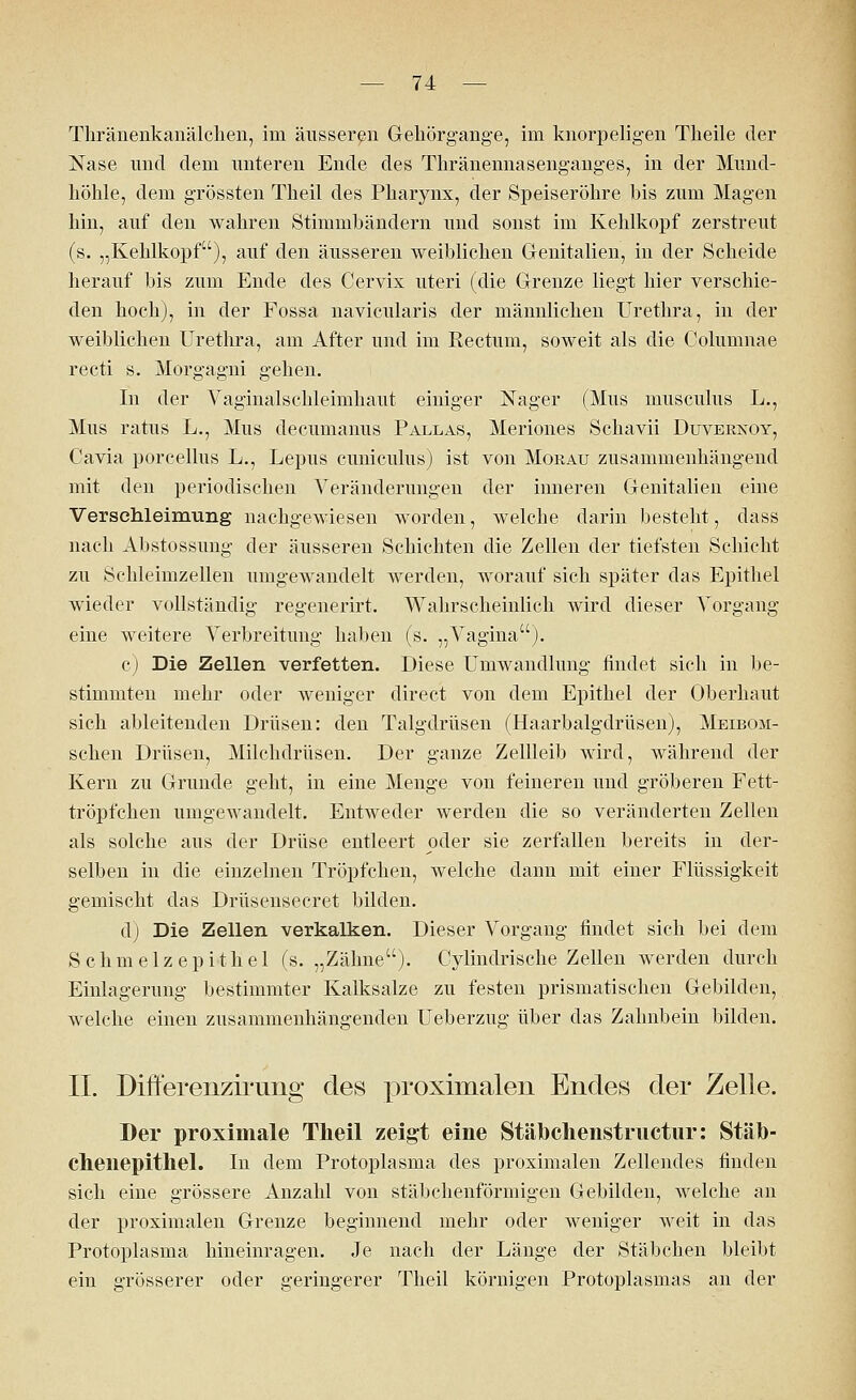 Tliränenkanälclien, im äusseren Gehörgange, im knorpeligen Tlieile der Nase und dem unteren Ende des Thränennasenganges, in der Mund- höhle, dem grössten Theil des Pharynx, der Speiseröhre his zum Magen hin, auf den wahren Stimmbändern und sonst im Kehlkopf zerstreut (s. „Kehlkopf), auf den äusseren weiblichen Genitalien, in der Scheide herauf bis zum Ende des Cervix uteri (die Grenze liegt hier verschie- den hoch), in der Fossa navicularis der männlichen Urethra, in der weiblichen Urethra, am After und im Rectum, soweit als die Columnae recti s. Morgagni gehen. In der Vaginalschleimhaut einiger Nager (Mus musculus L., Mus ratus L., Mus decumanus Pallas, Meriones Schavii Duvernoy, Cavia porcellus L., Lepus cuniculus) ist von Morau zusammenhängend mit den periodischen Veränderungen der inneren Genitalien eine Verschleimung nachgewiesen worden, welche darin besteht, dass nach Abstossung der äusseren Schichten die Zellen der tiefsten Schicht zu .Schleimzellen umgewandelt werden, worauf sich später das Epithel wieder vollständig regenerirt. Wahrscheinlich wird dieser Vorgang eine weitere Verbreitung haben (s. „Vagina). c) Die Zellen verfetten. Diese Umwandlung findet sich in be- stimmten mehr oder weniger direct von dem Epithel der Oberhaut sich ableitenden Drüsen: den Talgdrüsen (Haarbalgdrüsen), Meibom- schen Drüsen, Milchdrüsen. Der ganze Zellleib wird, während der Kern zu Grunde geht, in eine Menge von feineren und gröberen Fett- tröpfchen umgewandelt. Entweder werden die so veränderten Zellen als solche aus der Drüse entleert oder sie zerfallen bereits in der- selben in die einzelnen Tröpfchen, welche dann mit einer Flüssigkeit gemischt das Drüsensecret bilden. d) Die Zellen verkalken. Dieser Vorgang findet sich bei dem S c h m e 1 z e p i t h e 1 (s. „Zähne). Cylindrische Zellen werden durch Einlagerung bestimmter Kalksalze zu festen prismatischen Gebilden, welche einen zusammenhängenden Ueberzug über das Zahnbein bilden. IL Difterenzirung des proximalen Endes der Zelle. Der proximale Tlieil zeigt eine Stäbclienstructur: Stäb- chenepithel. In dem Protoplasma des proximalen Zellendes finden sich eine grössere Anzahl von stäbchenförmigen Gebilden, welche an der proximalen Grenze beginnend mehr oder weniger weit in das Protoplasma hineinragen. Je nach der Länge der Stäbchen bleibt ein grösserer oder geringerer Theil körnigen Protoplasmas an der