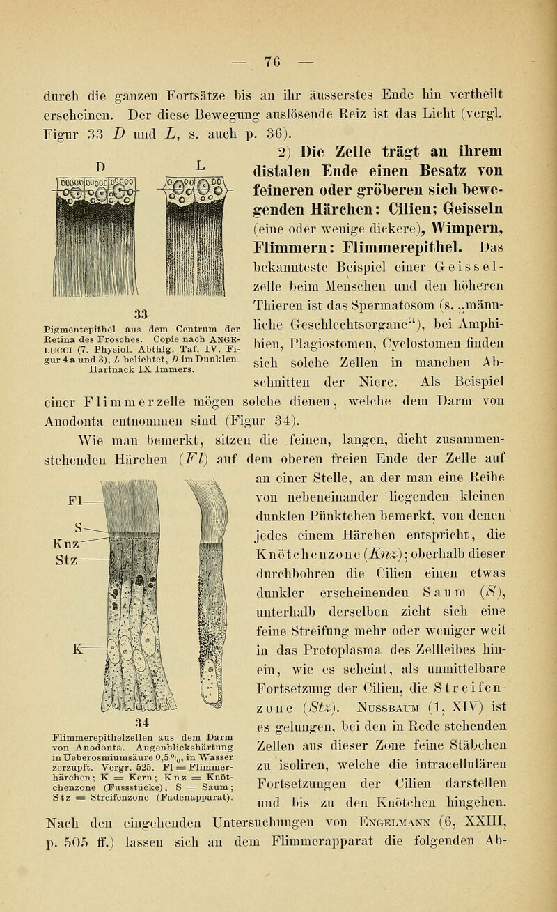 durch die ganzen Fortsätze bis an ihr äusserstes Ende hin vertheilt erscheinen. Der diese Bewegung auslösende Reiz ist das Licht (vergl. Figur 33 D und Z/, s. auch p. 36). 2) Die Zelle trägt an ihrem distalen Ende einen Besatz von feineren oder gröberen sich bewe- genden Härchen: Cilien; Geissein (eine oder wenige dickere), Wimpern, Flimmern: Flimmerepithel. Das bekannteste Beispiel einer Geissel- zelle beim Menschen und den höheren Thieren ist das Spermatosoin (s. „männ- dem Centrum der liehe Geschlechtsorgane), bei Amphi- 33 Pigmentepithel aus ?rcci%d7eSpFhSeAbS!e%£#*£- feie«, Plagiostomen, Cyclostomen finden gur4aund3)L belichtet,/) im Dunkien. ih lh Zellen in manchen Ab- Hartnack IX Immers. schnitten der Niere. Als Beispiel einer Flimmer zelle mögen solche dienen, welche dem Darm von Anodonta entnommen sind (Figur 34). Wie man bemerkt, sitzen die feinen, langen, dicht zusammen- stehenden Härchen {Fl) auf dem oberen freien Ende der Zelle auf an einer Stelle, an der man eine Reihe von nebeneinander liegenden kleinen dunklen Pünktchen bemerkt, von denen jedes einem Härchen entspricht, die Knötchenzone(ii7;&v); oberhalb dieser durchbohren die Cilien einen etwas dunkler erscheinenden Saum ($), unterhalb derselben zieht sich eine feine Streifung mehr oder weniger weit in das Protoplasma des Zellleibes hin- ein, wie es scheint, als unmittelbare Fortsetzung der Cilien, die Streifen- zone {Stx). Nussbaum (1, XIV) ist es gelungen, bei den in Rede stehenden Zellen aus dieser Zone feine Stäbchen zu isoliren, welche die intracellulären Fortsetzungen der Cilien darstellen und bis zu den Knötchen hingehen. Nach den eingehenden Untersuchungen von Engelmann (6, XXIII, p. 505 ff.) lassen sich an dem Flimmerapparat die folgenden Ab- Flimmerepithelzellen aus dem Darm von Anodonta. Augenblickshärtung in Ueberosmiumsäure 0,5 %, in Wasser zerzupft. Vergr. 525. Fl = Flimmer- härchen; K = Kern; Knz = Knöt- chenzone (Fussstücke); S = Saum ; Stz = Streifenzone (Fadenapparat).